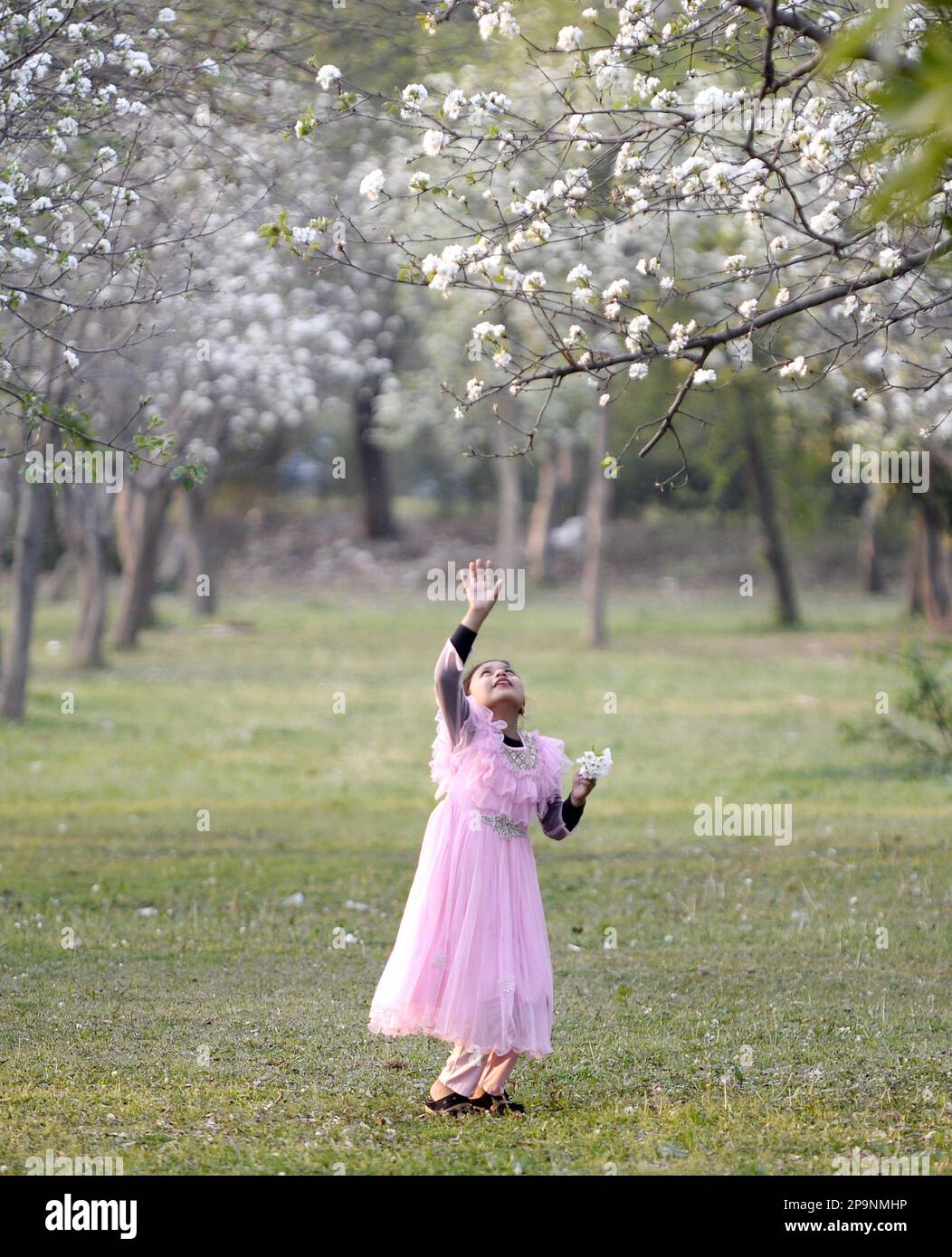 Islamabad. 10th mars 2023. Une fille tente de capturer des fleurs d'abricot à Islamabad, capitale du Pakistan, sur 10 mars 2023. Crédit : Ahmad Kamal/Xinhua/Alamy Live News Banque D'Images