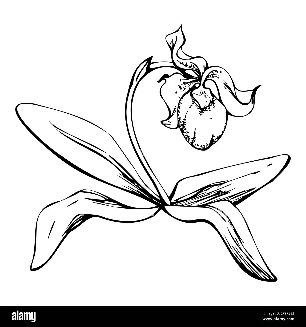 Fleurs, tiges, feuilles, monochrome, contour détaillé d'orchidées à encre vectorielle dessinées à la main. Composition avec branches. Isolé sur fond blanc. Conception pour Illustration de Vecteur