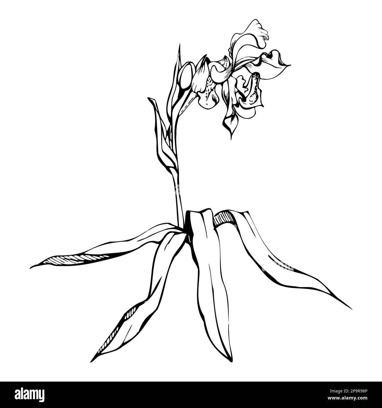 Fleurs, tiges, feuilles, monochrome, contour détaillé d'orchidées à encre vectorielle dessinées à la main. Composition avec branches. Isolé sur fond blanc. Conception pour Illustration de Vecteur