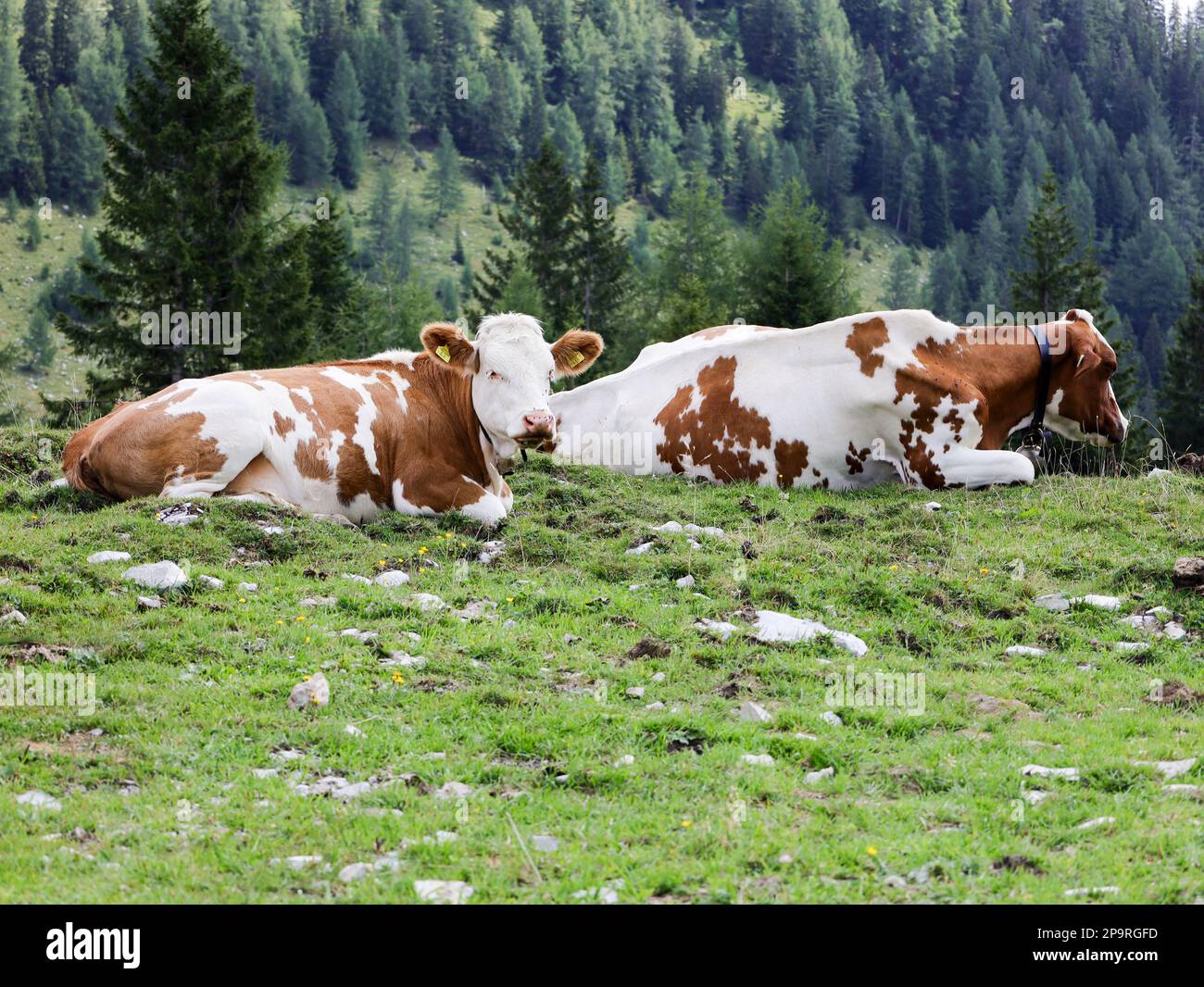 vaches alpines sur la prairie Banque D'Images