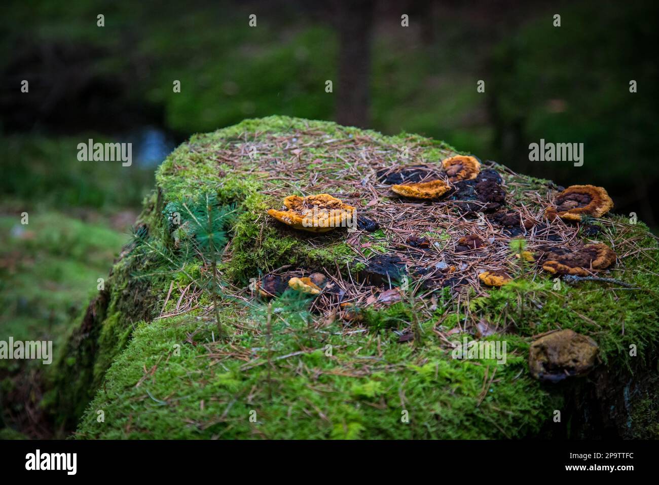 Pied d'arbre dans la forêt, couvert de mousse et de champignons, Waldviertel, Autriche Banque D'Images