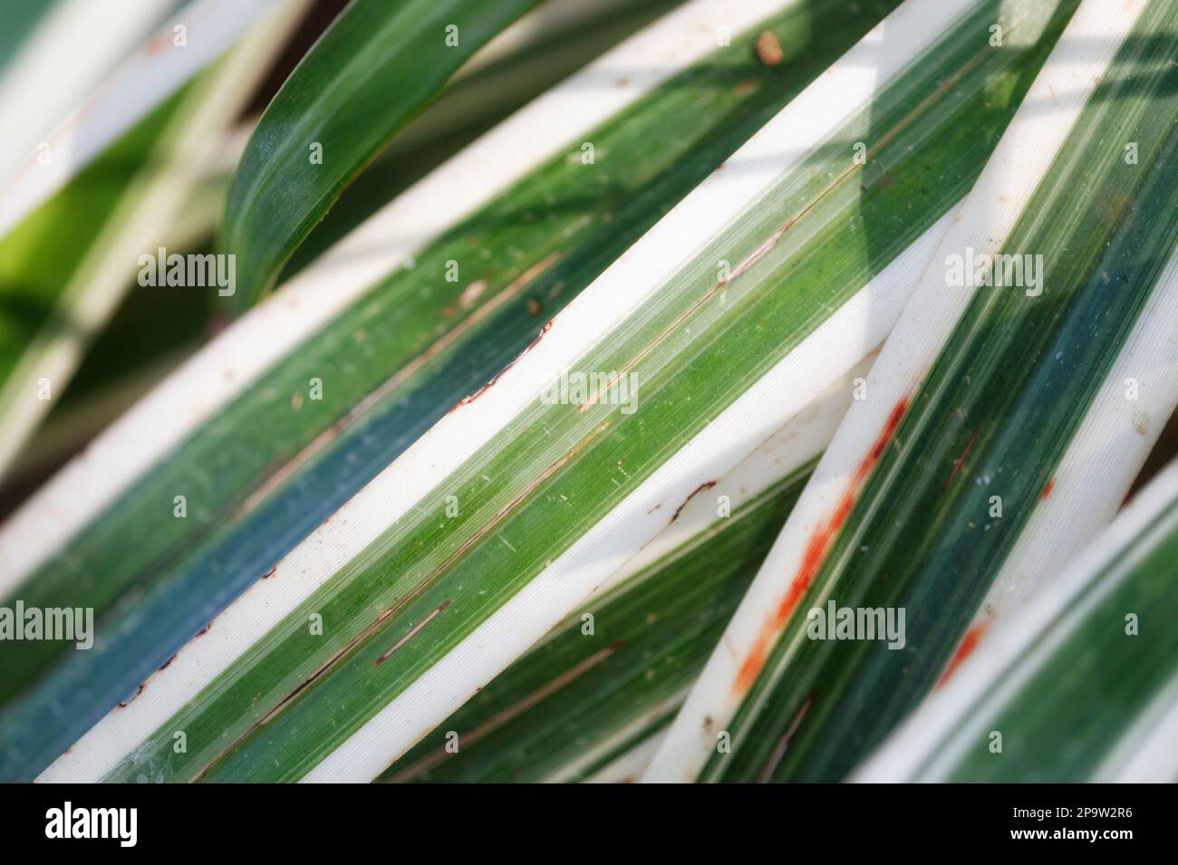 Photo du fond de l'araignée plante Chlorophytum comosum feuilles Banque D'Images