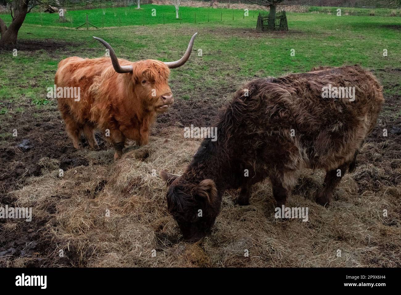 Vaches des Highlands à Eynsdord, Kent, Royaume-Uni Banque D'Images