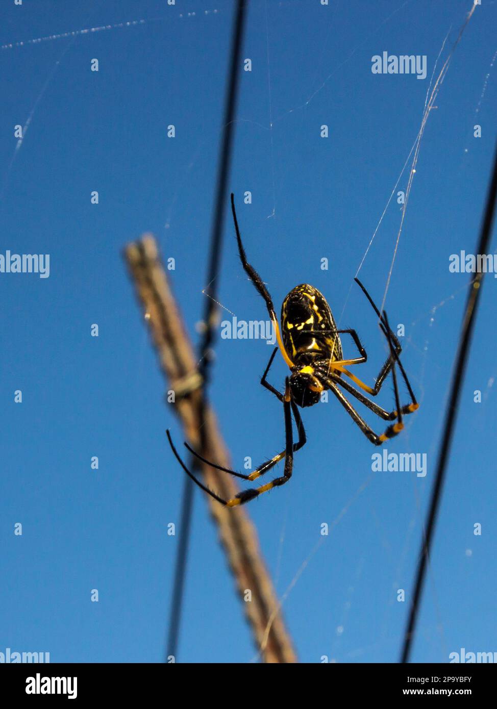 Une araignée dorée femelle, Nephila Sengalesis , contre un ciel bleu vif, en Afrique du Sud rurale Banque D'Images