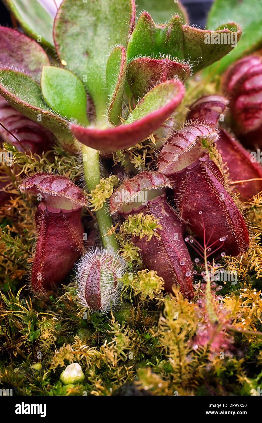 Plante pichet d'Albany (Cephalotus follicularis), Cephalotaceae. Plante carnivore rare, endémique à l'Australie Banque D'Images