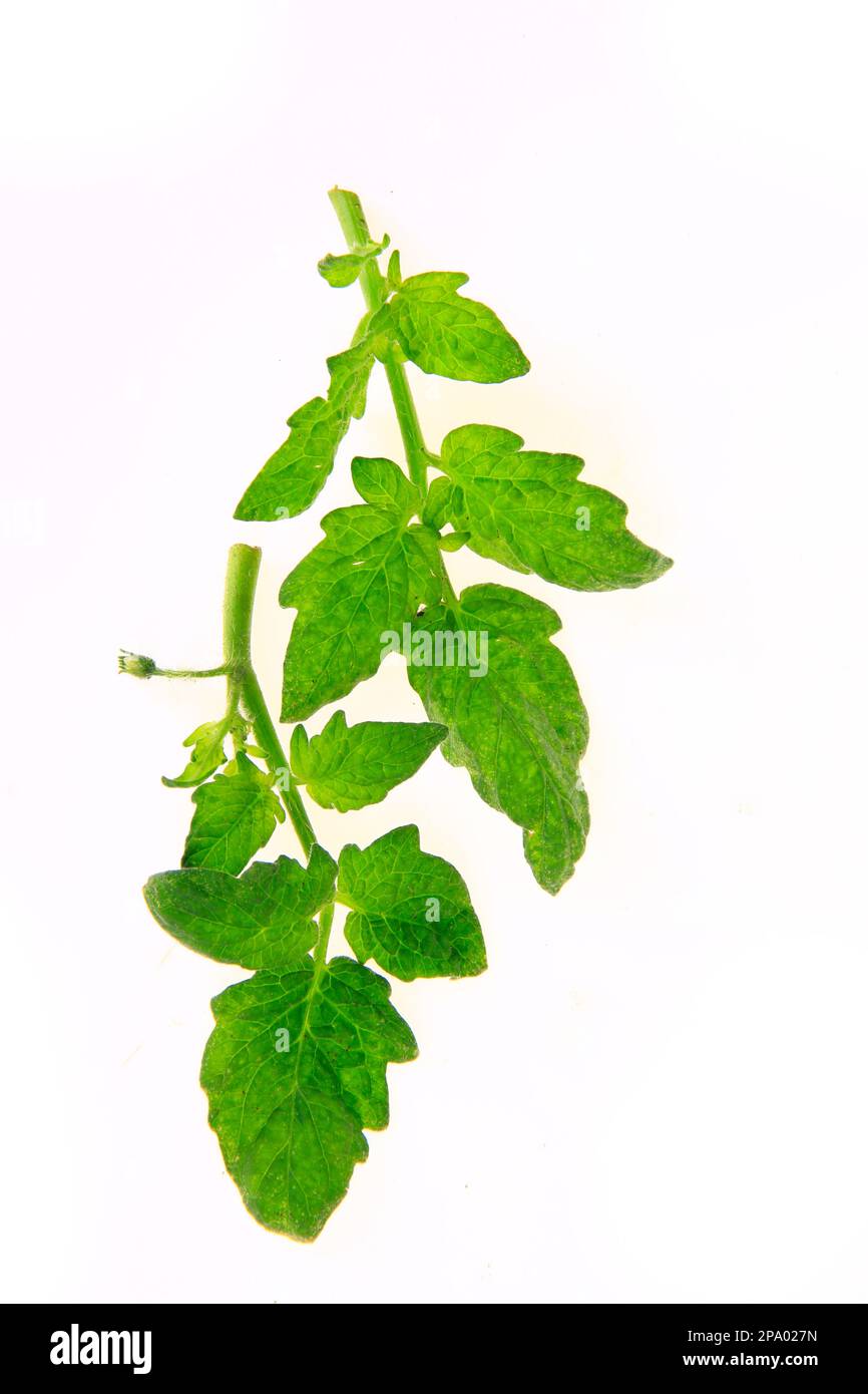 Feuilles de tomate sur fond blanc, plantes vertes Banque D'Images