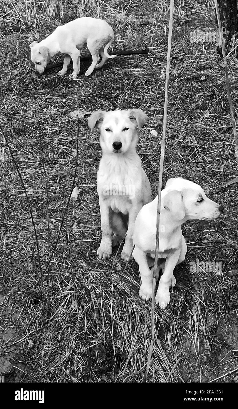 Chiens errants blancs adorables dans la nature. photo des animaux abandonnés et sans abri. Banque D'Images