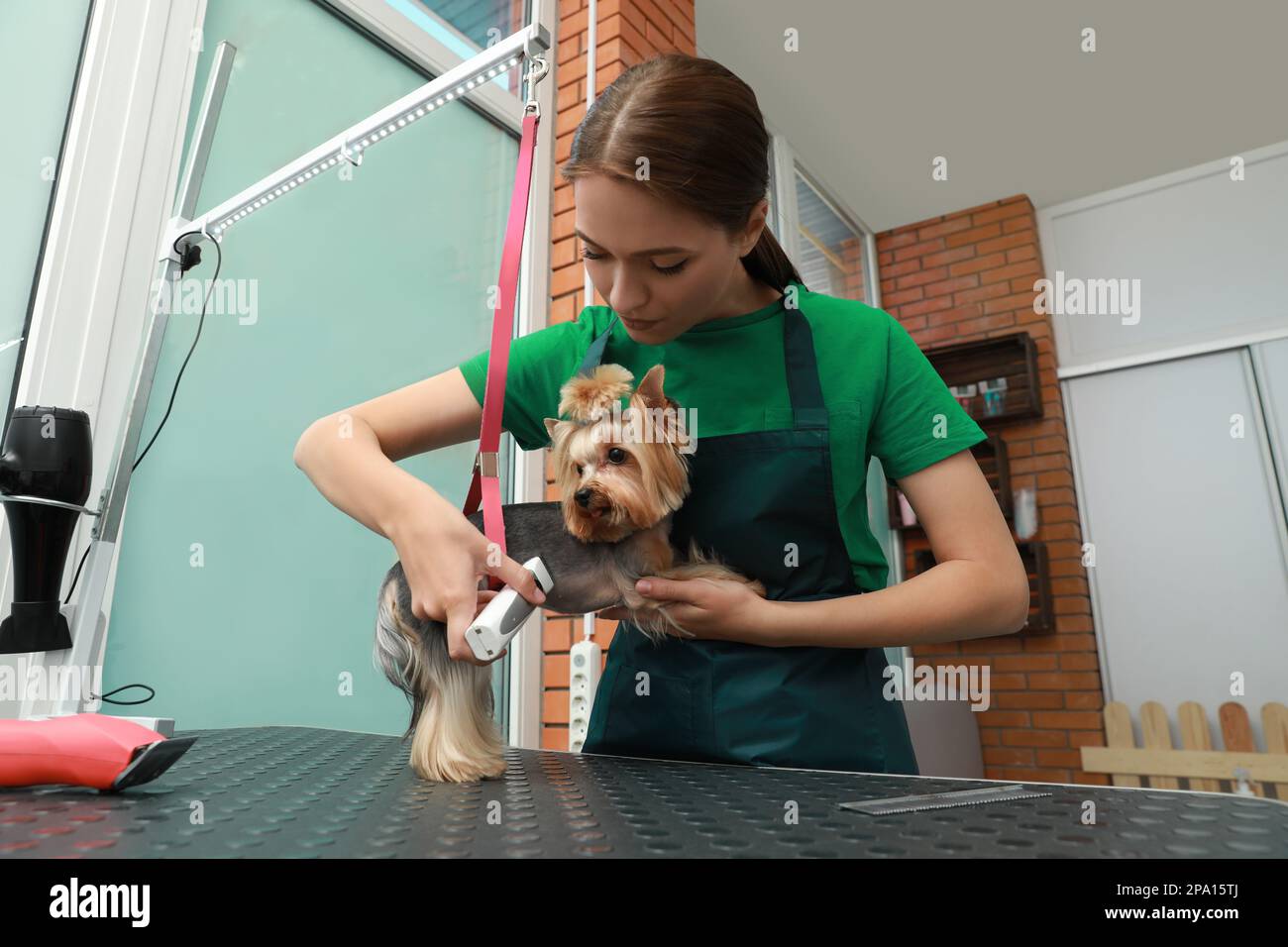 Tondeuse professionnelle donnant une coupe de cheveux élégante à un chien  mignon dans le salon de beauté pour animaux de compagnie Photo Stock - Alamy