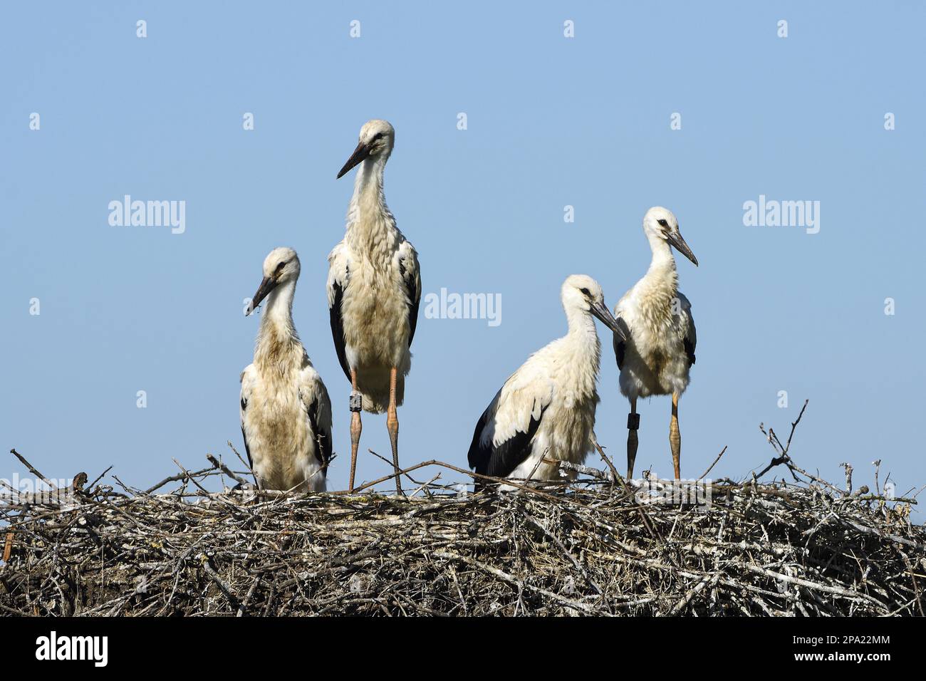 Porc blanc (Ciconia ciconia), jeunes oiseaux nicheurs, Anholt, Basse-Rhin, Rhénanie-du-Nord-Westphalie, Allemagne Banque D'Images