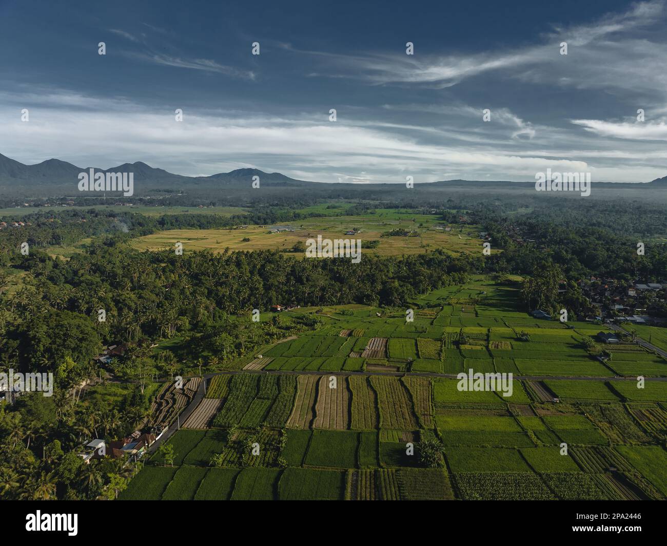 Rice Terrace, Ubud, Bali, Indonésie. Vue de dessus Banque D'Images
