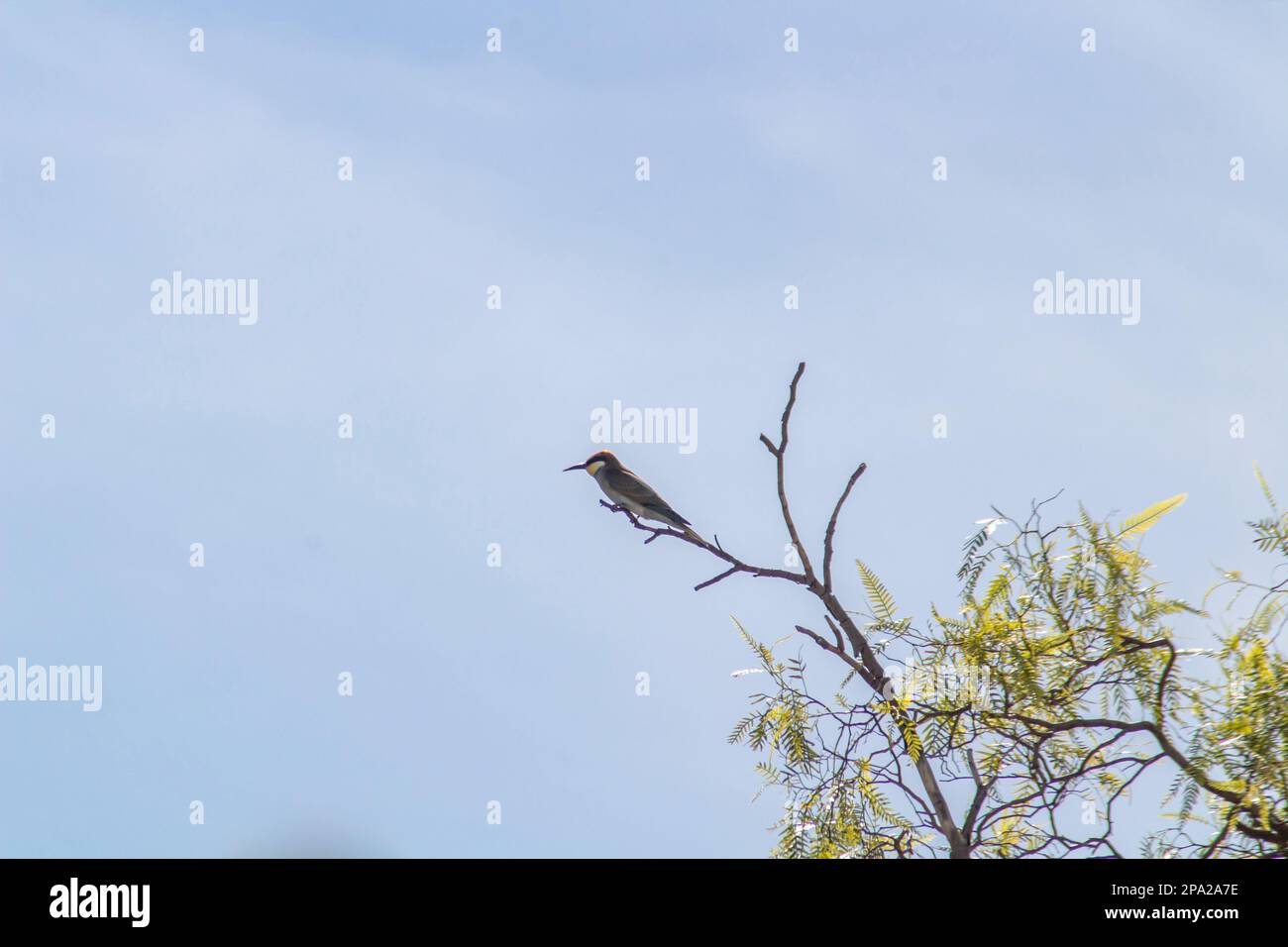 Oiseau européen d'apiculture assis sur une branche d'arbre avec un fond bleu Banque D'Images
