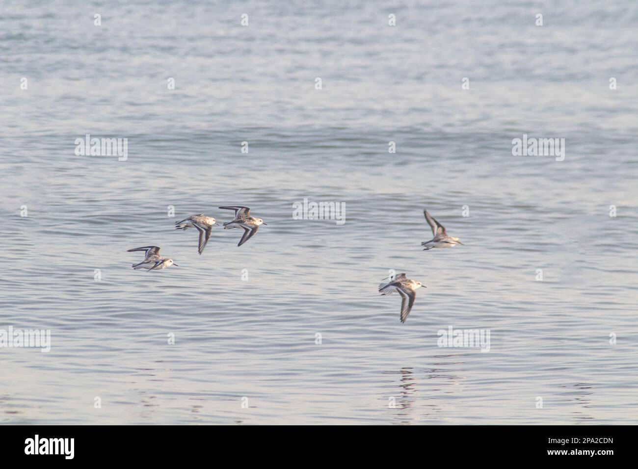 Les moins de sandpipers (Calidris minutilla) oiseaux volant au-dessus des eaux de Tunis Tunisie Banque D'Images