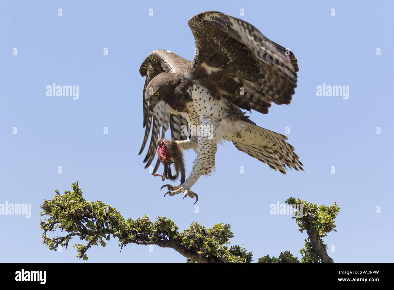 Aigle martial (Polemaetus bellicosus) adulte, en vol, avec une proie de la monoie à bandes (Mungos mungo) dans les talons, atterrissant sur la branche, Maasai Mara National Banque D'Images