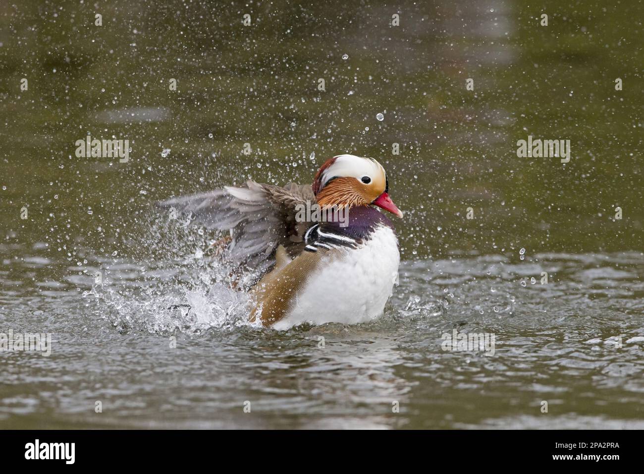 Le canard mandarin (Aix galericulata) introduit des espèces, mâles adultes, se baignant au bord de l'eau, réserve naturelle de Pensthorpe, Norfolk, Angleterre, United Banque D'Images