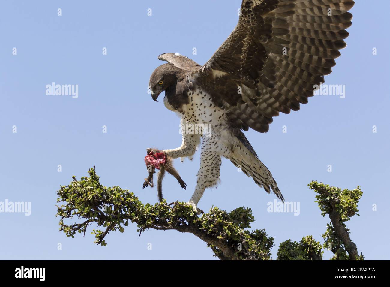 Aigle martial (Polemaetus bellicosus) adulte, avec une oie blanche à bandes (Mungos mungo) comme proie dans les talons, atterrissant sur la branche, Réserve nationale de Maasai Mara Banque D'Images