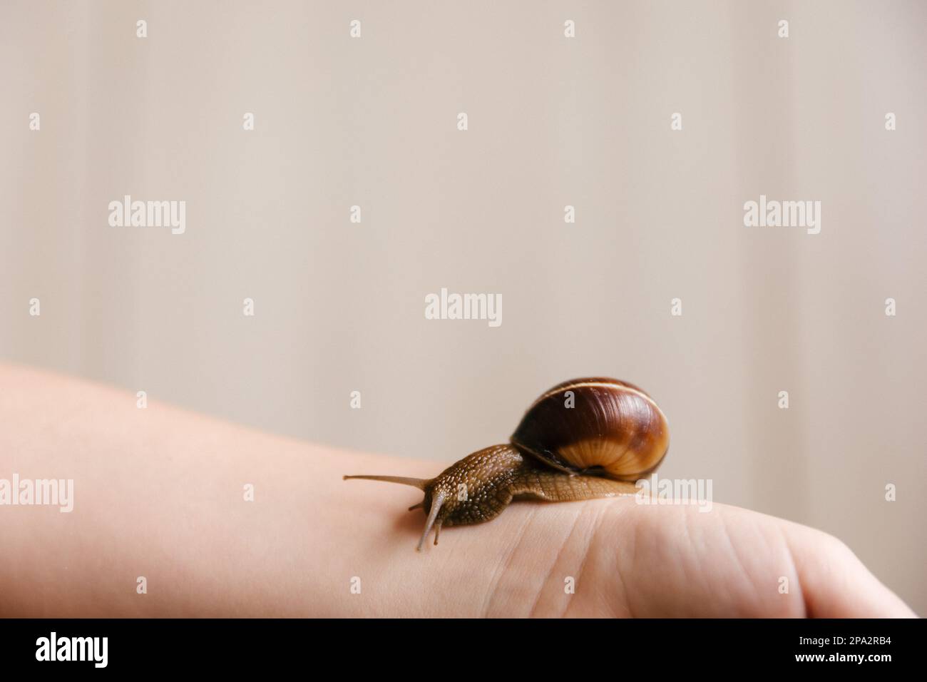 escargot achatina rampant sur le bras, animaux inhabituels, sur un fond clair, espace pour le texte Banque D'Images