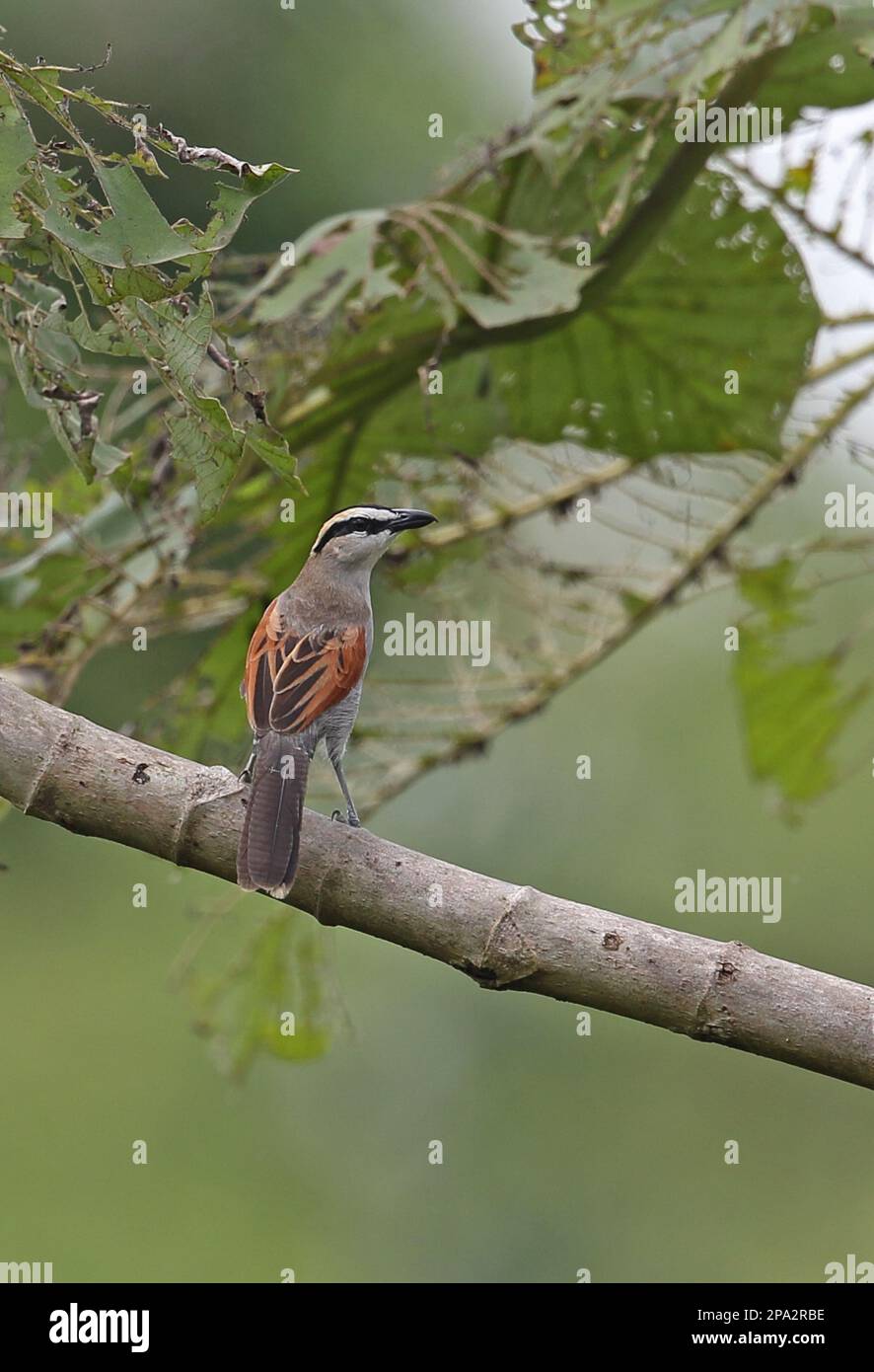 Tchagra adulte (Tchagra senegala senegala) avec couronne noire, assise sur une branche, près d'Ankasa, Ghana Banque D'Images
