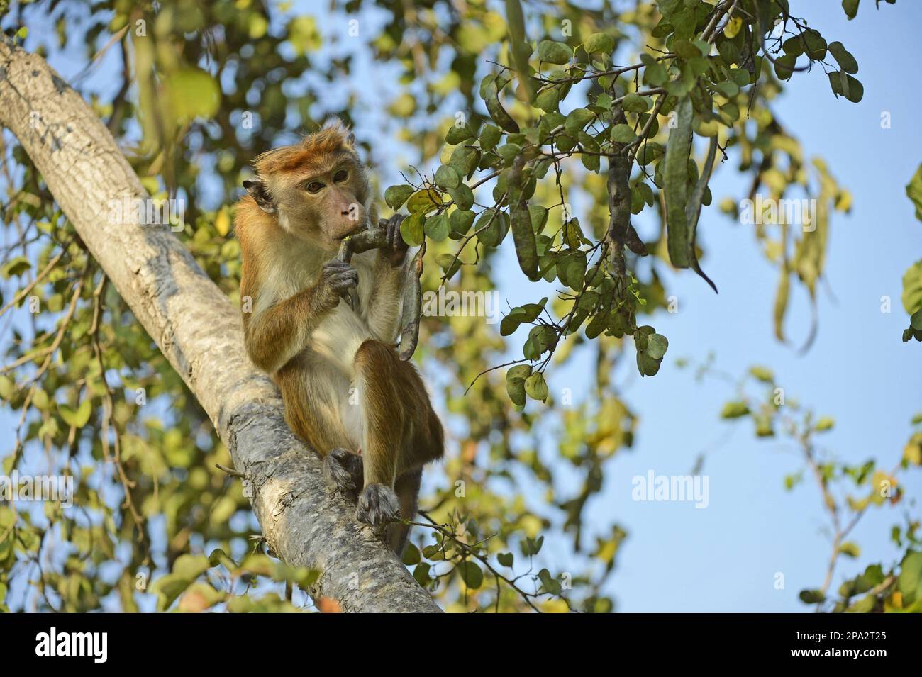 Singe chapeau de Ceylan commun, Monkey chapeau de Ceylan commun, Monkeys, macaques, primates, mammifères, Animaux, Toque Macaque (Macaca sinica Sinica) adulte Banque D'Images