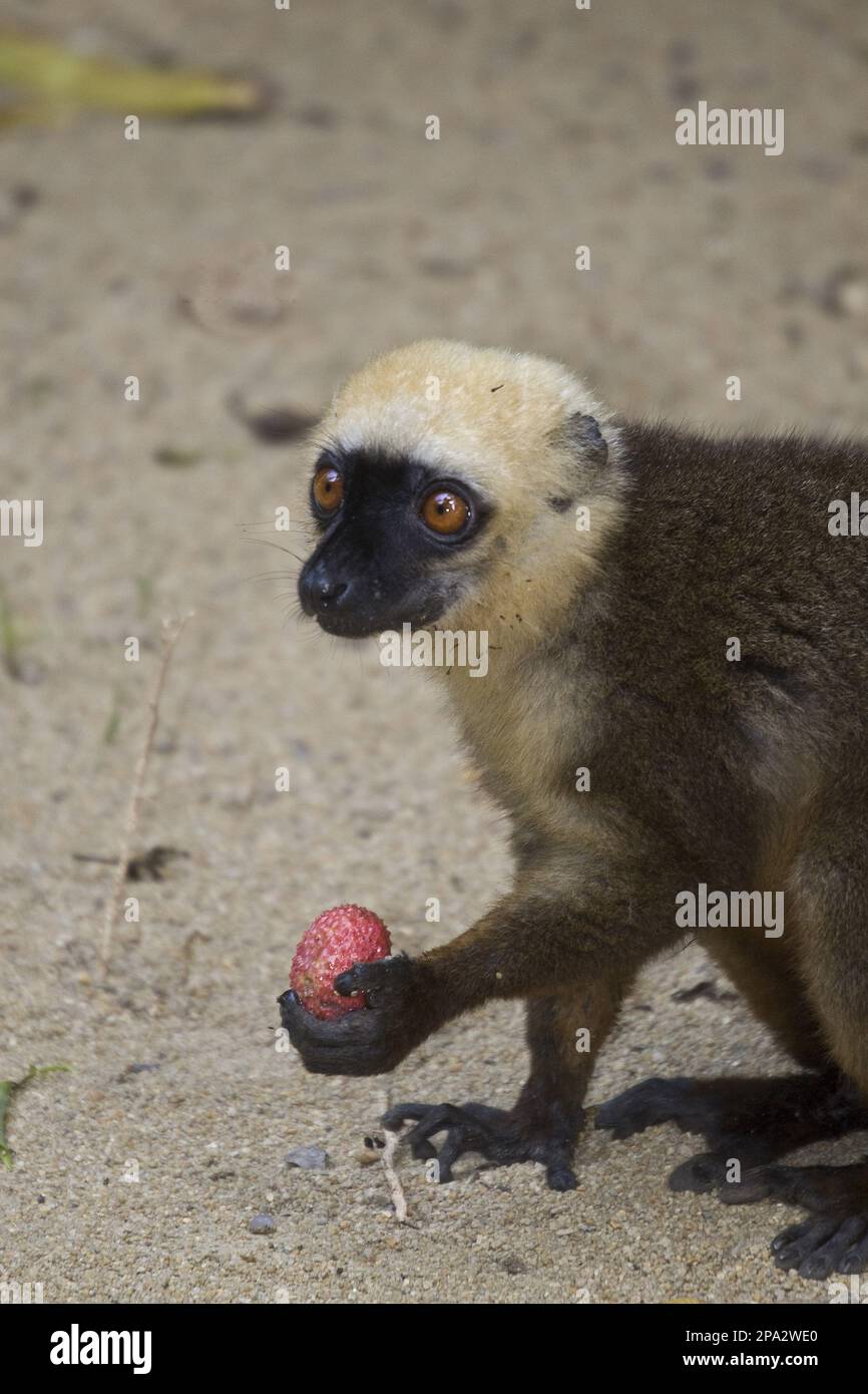 Lémuriens fulvus albifrons, lémuriens à tête blanche (albifrons d'Eulemur), singes, prosimiens, primates, mammifères, Animaux, lémure brune à front blanc mâle Banque D'Images