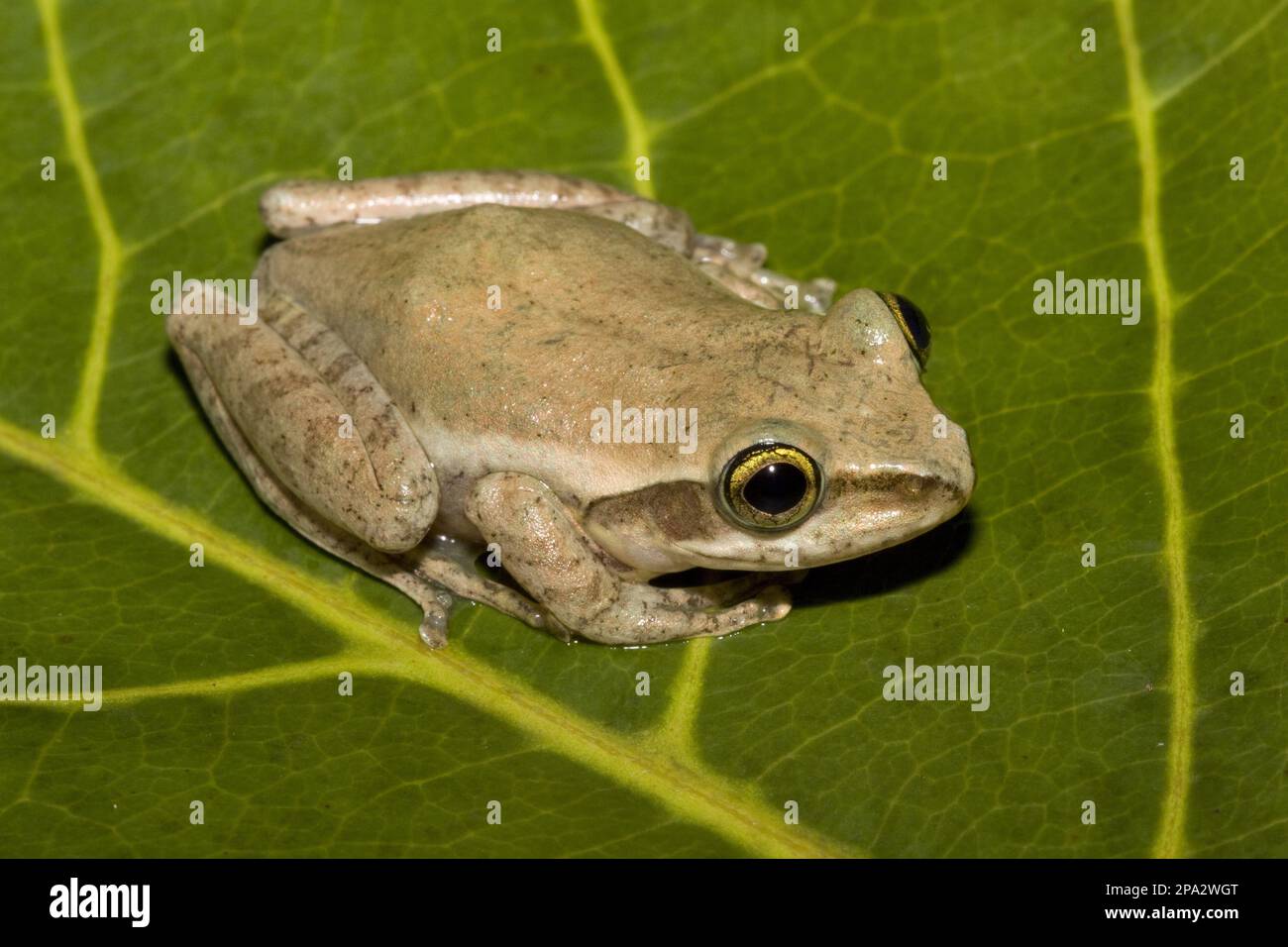 Grenouille de Madagascar, grenouilles de Madagascar, amphibiens, autres animaux, grenouilles, Animaux, Boophis tephraeomystax, Maroantsetra, Madagascar Banque D'Images