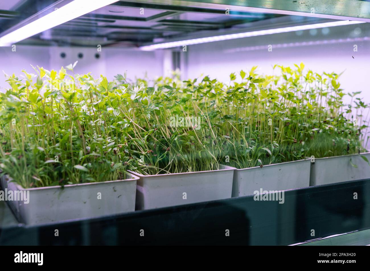 Pousses et culture d'herbes sous les lumières de croissance Banque D'Images