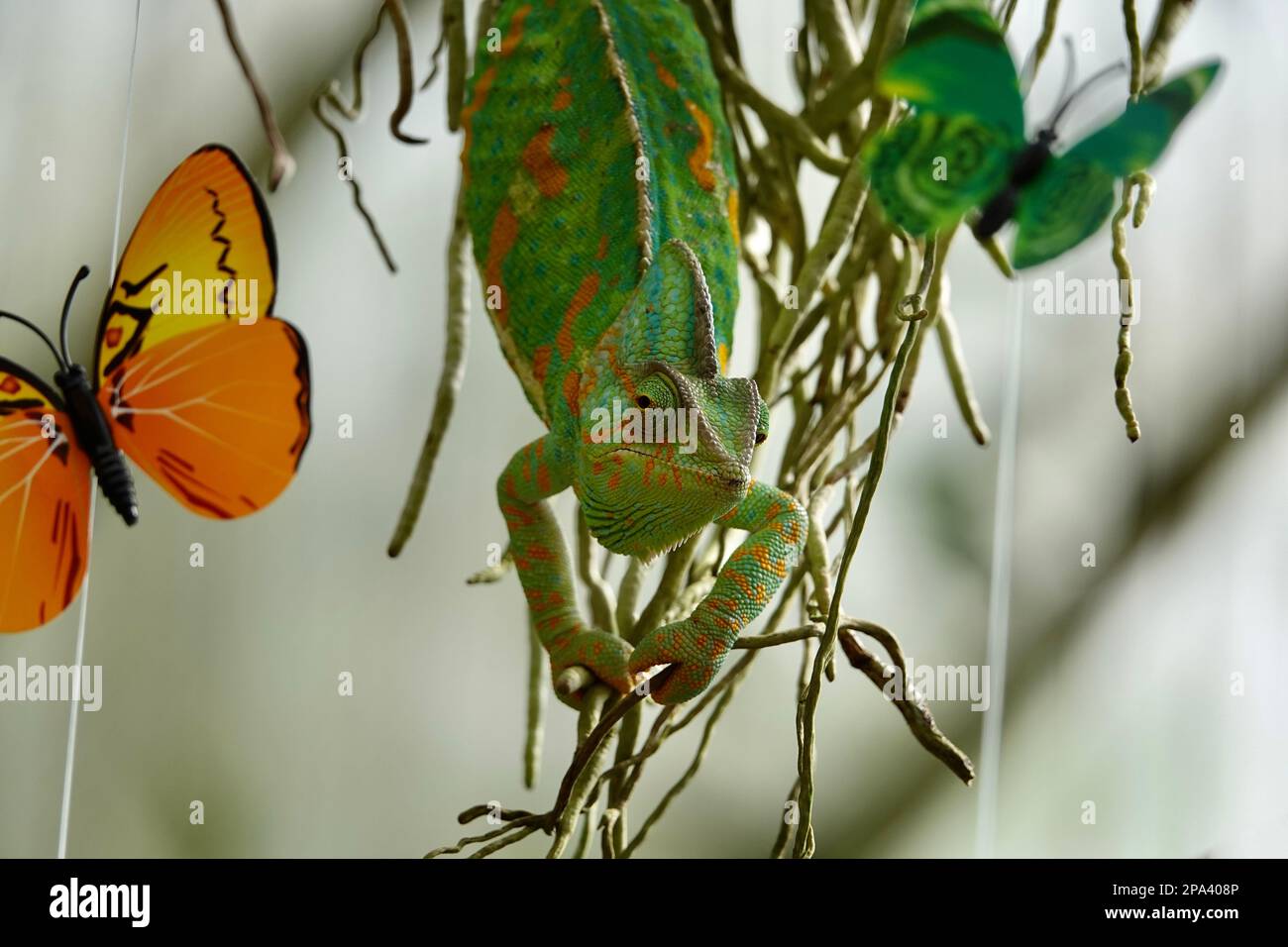 Caméléon aux faux papillons. Carreau de gros plan multicolore Chameleon avec une peau colorée et vive. Le concept de peaux de déguisement et de brillant Banque D'Images