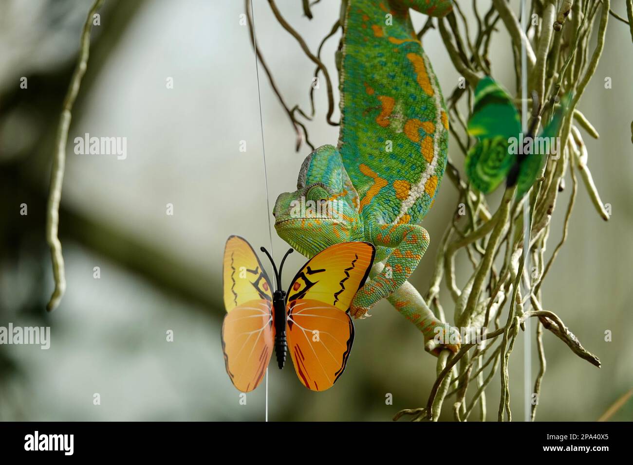 Caméléon aux faux papillons. Carreau de gros plan multicolore Chameleon avec une peau colorée et vive. Le concept de peaux de déguisement et de brillant Banque D'Images