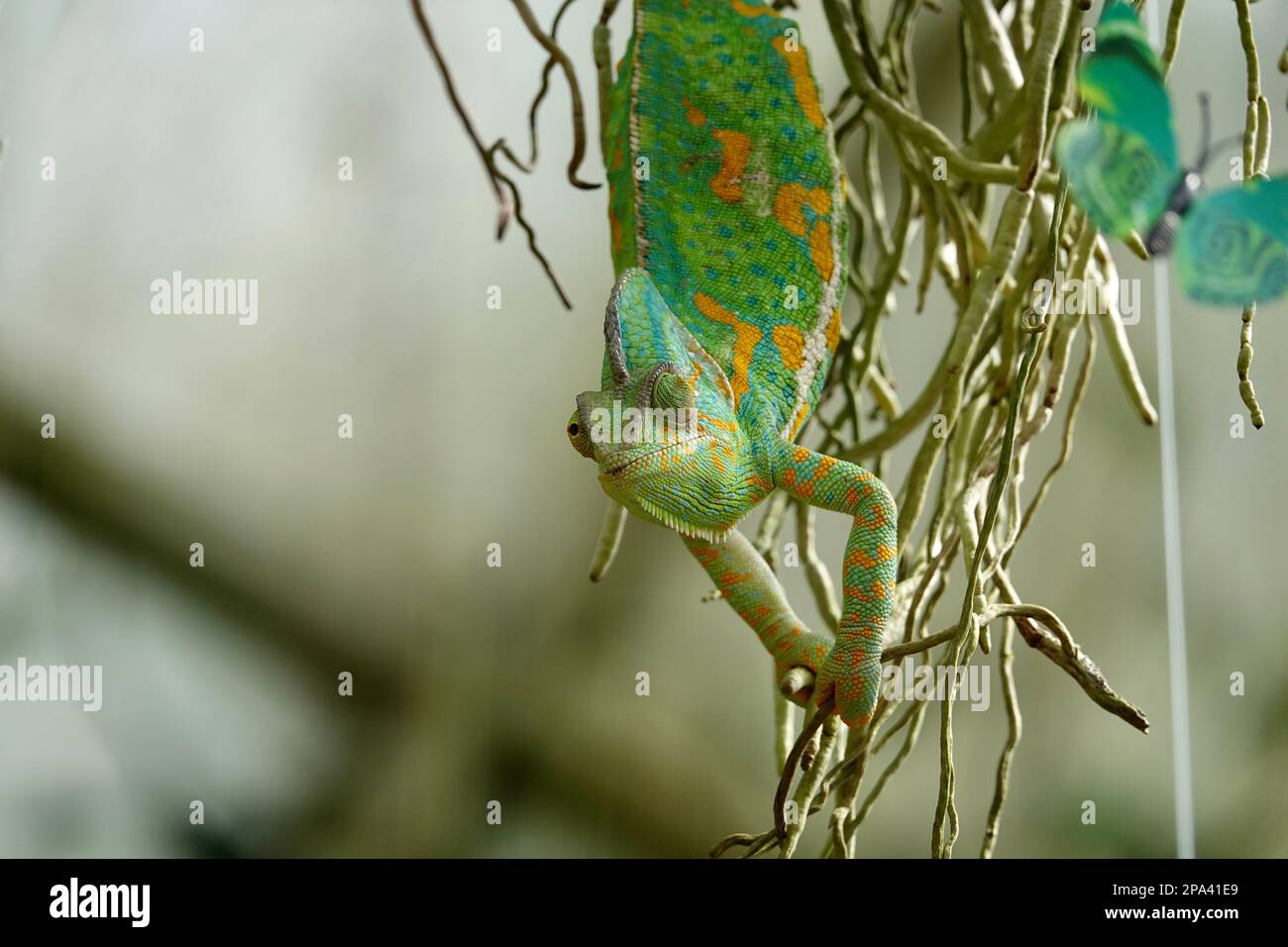 Caméléon aux faux papillons. Carreau de gros plan multicolore Chameleon avec une peau colorée et vive. Le concept de peaux de déguisement et de brillant Banque D'Images
