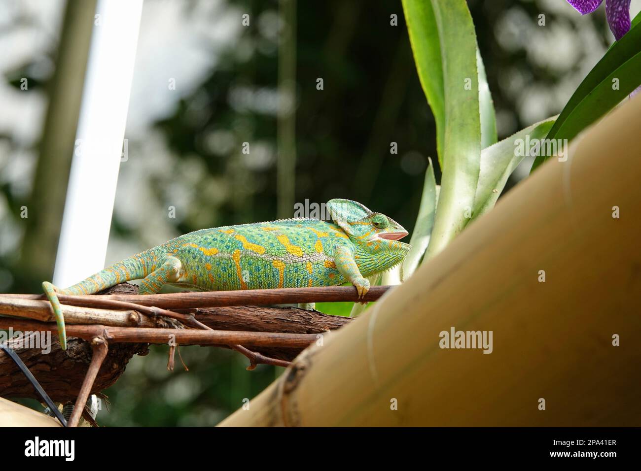Chameleon gros plan. Carreau de gros plan multicolore Chameleon avec une peau colorée et vive. Le concept de peaux de déguisement et de brillant. Exotique Banque D'Images