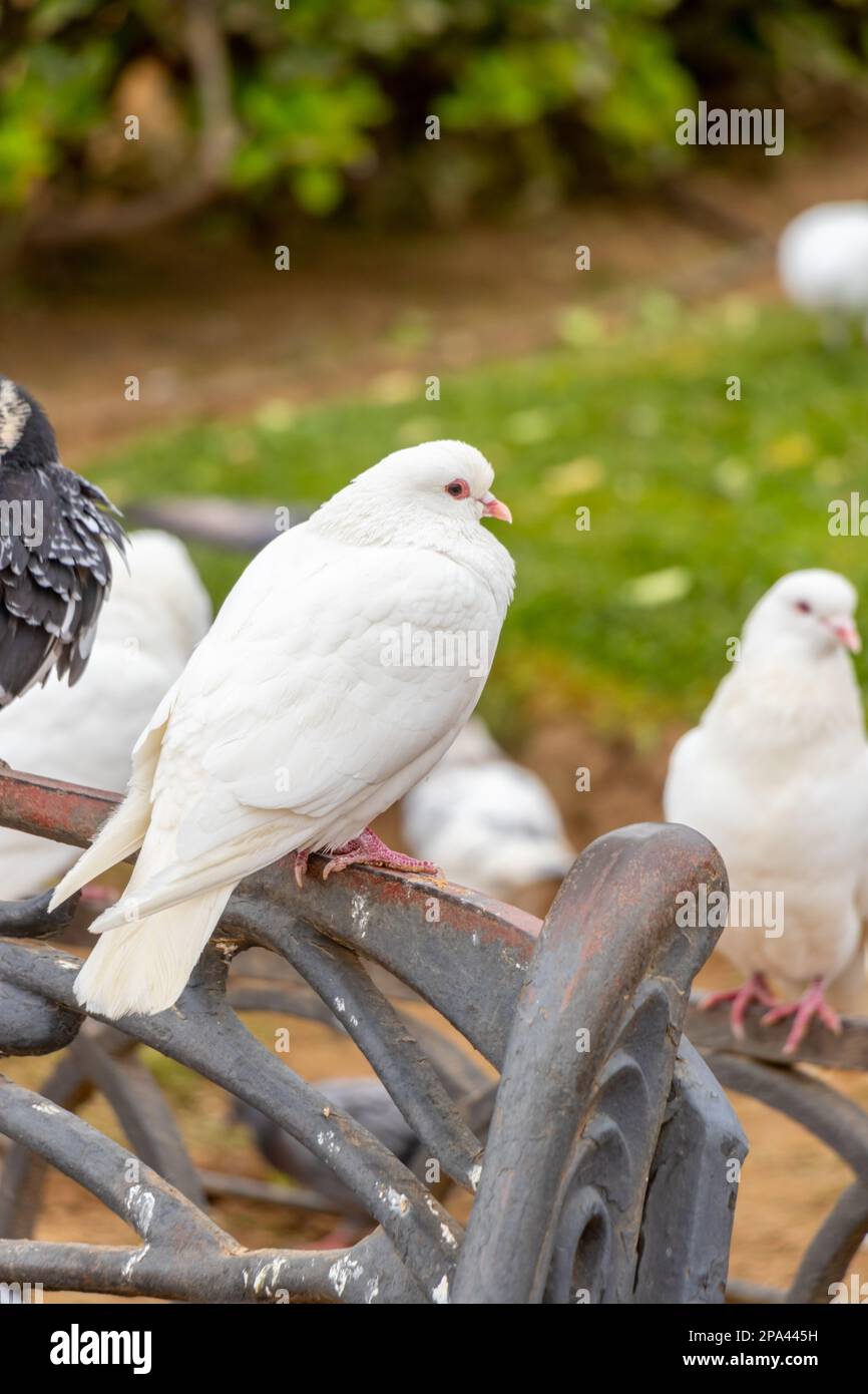 pigeon blanc isolé ou colombe perchée sur le siège Banque D'Images
