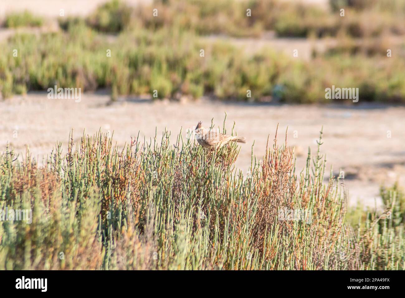 Galerida Cristata - Lark à crête perché sur des plantes vertes Banque D'Images