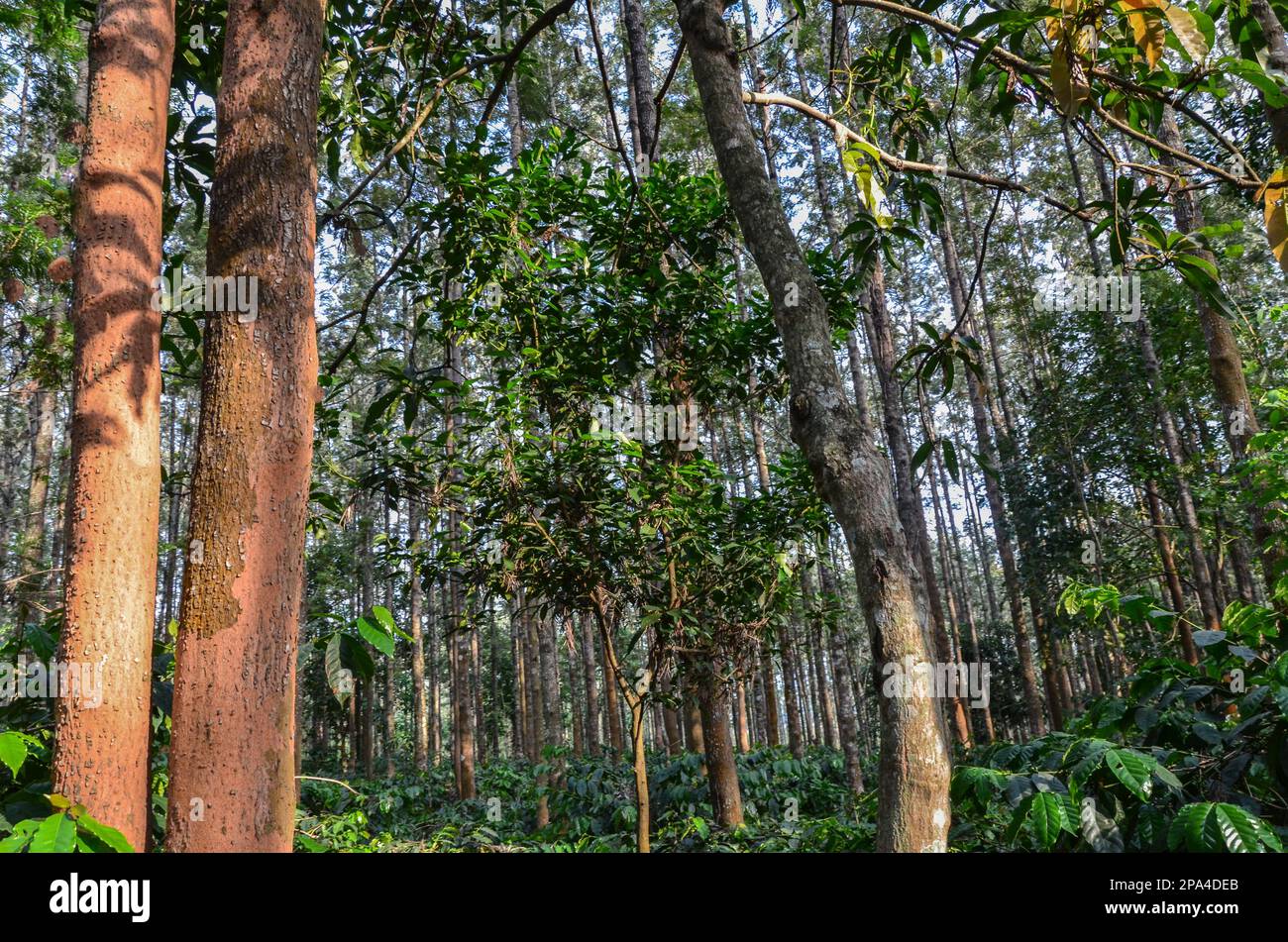 Plantation de café avec des chênes argentés Banque D'Images