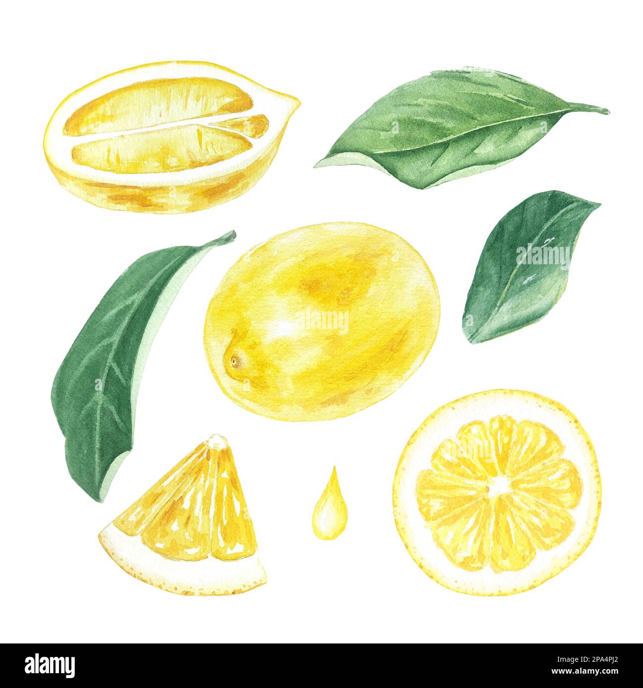 Set aquarelle de citrons, feuilles et fleurs, peint à la main dans le style botanique, pour l'utilisation en vacances, mariage, et la conception de nourriture. Clipart agrumes tropical Banque D'Images Set aquarelle de citrons, feuilles et fleurs, peint à la main dans le style botanique, pour l'utilisation en vacances, mariage, et la conception de nourriture. Clipart agrumes tropical Banque D'Images