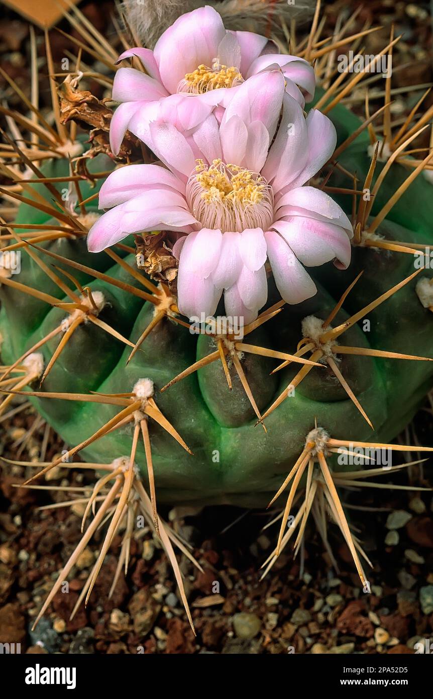 Cactus de menton (Gymnocalycium eurypleurum), Cactaceae. Succulent en forme de fût épineux. Plante ornementale. fleur rose Banque D'Images