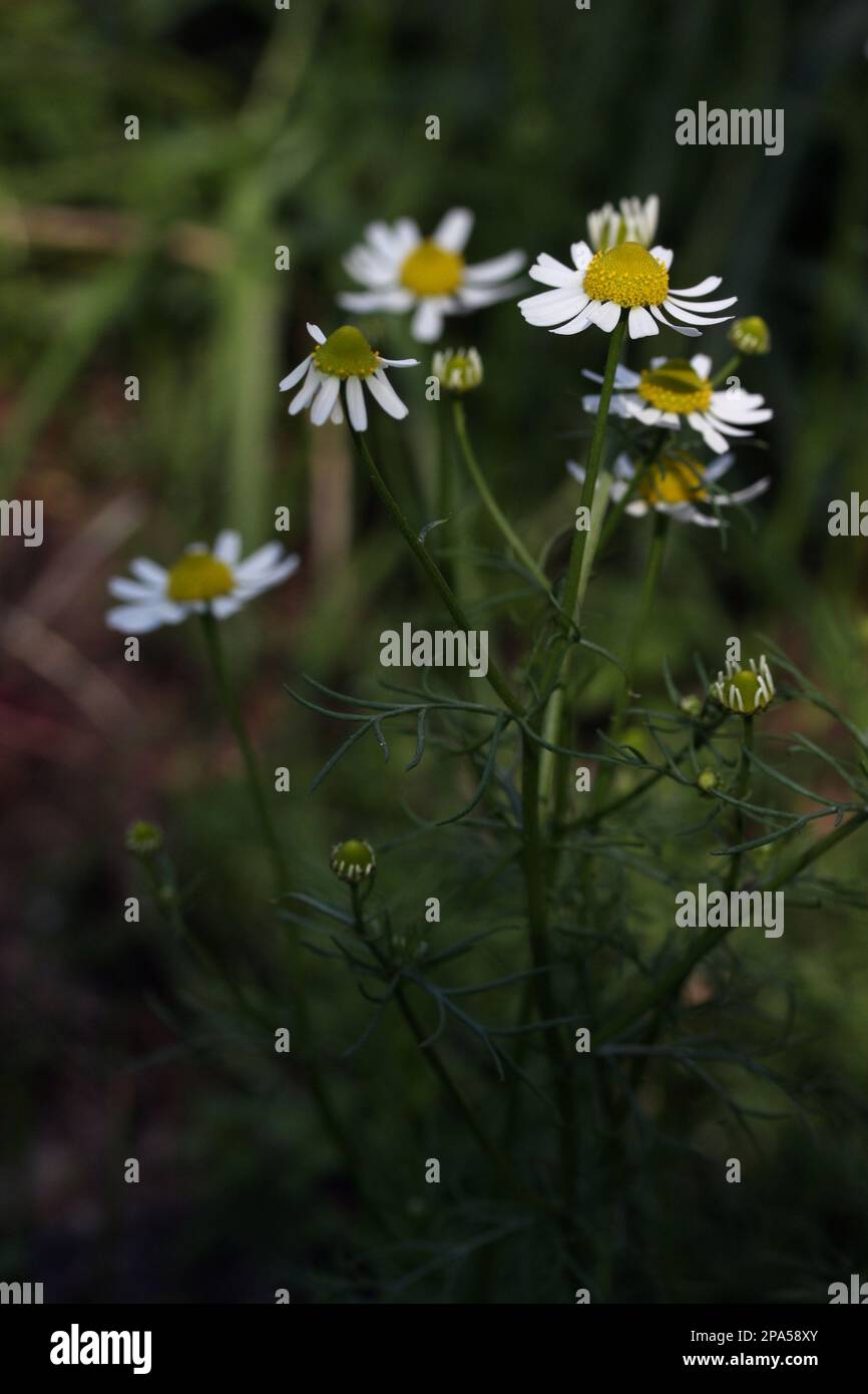 Gros plan de la fleur blanc-jaune Chamomile - Matricaria camomilla croissant dans un jardin, Lituanie Banque D'Images