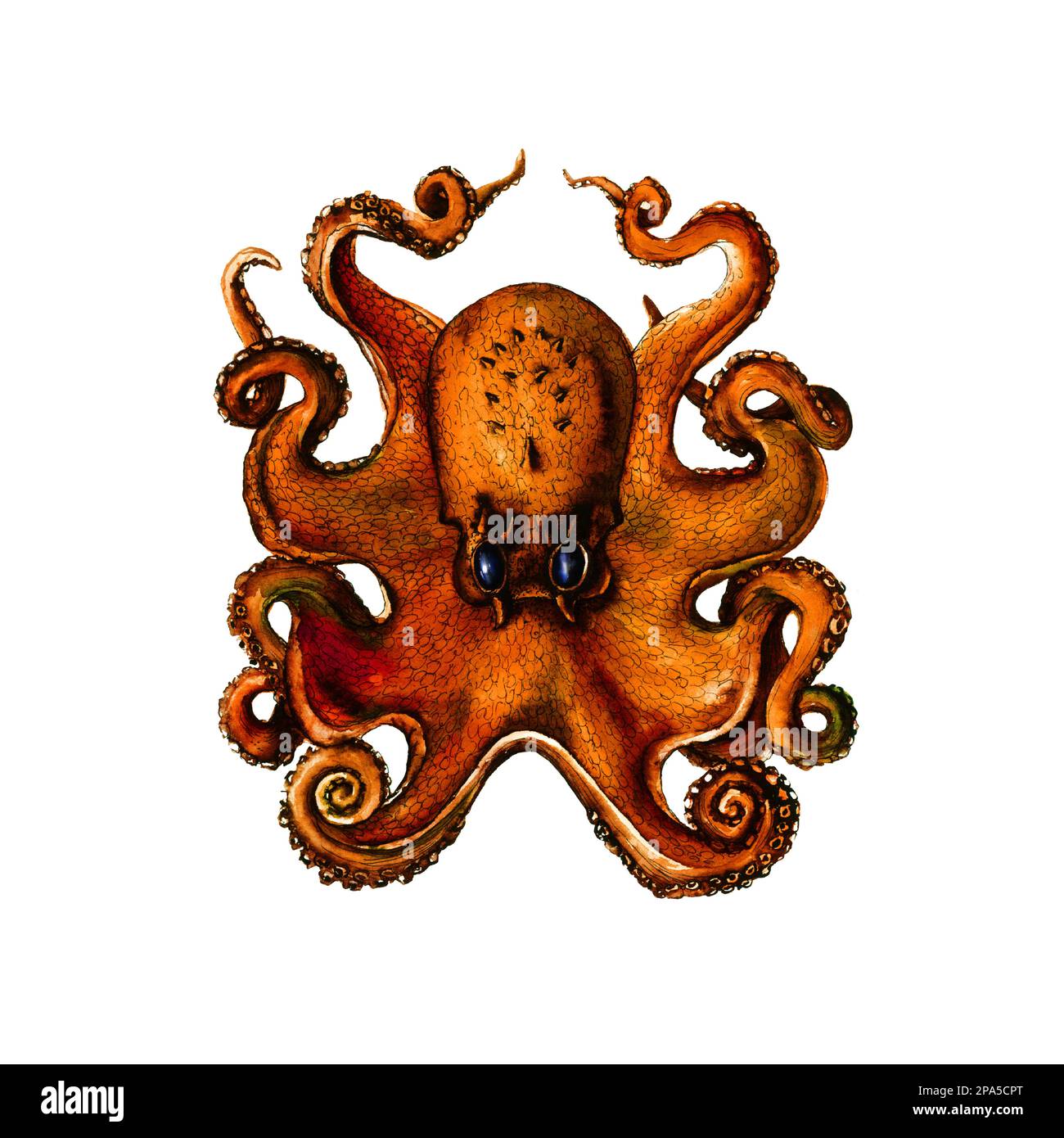 Octopus réaliste illustration botanique sur fond blanc. Œuvres d'art pour tatouage, impression, tissus, textiles, fabrication, fonds d'écran. Banque D'Images
