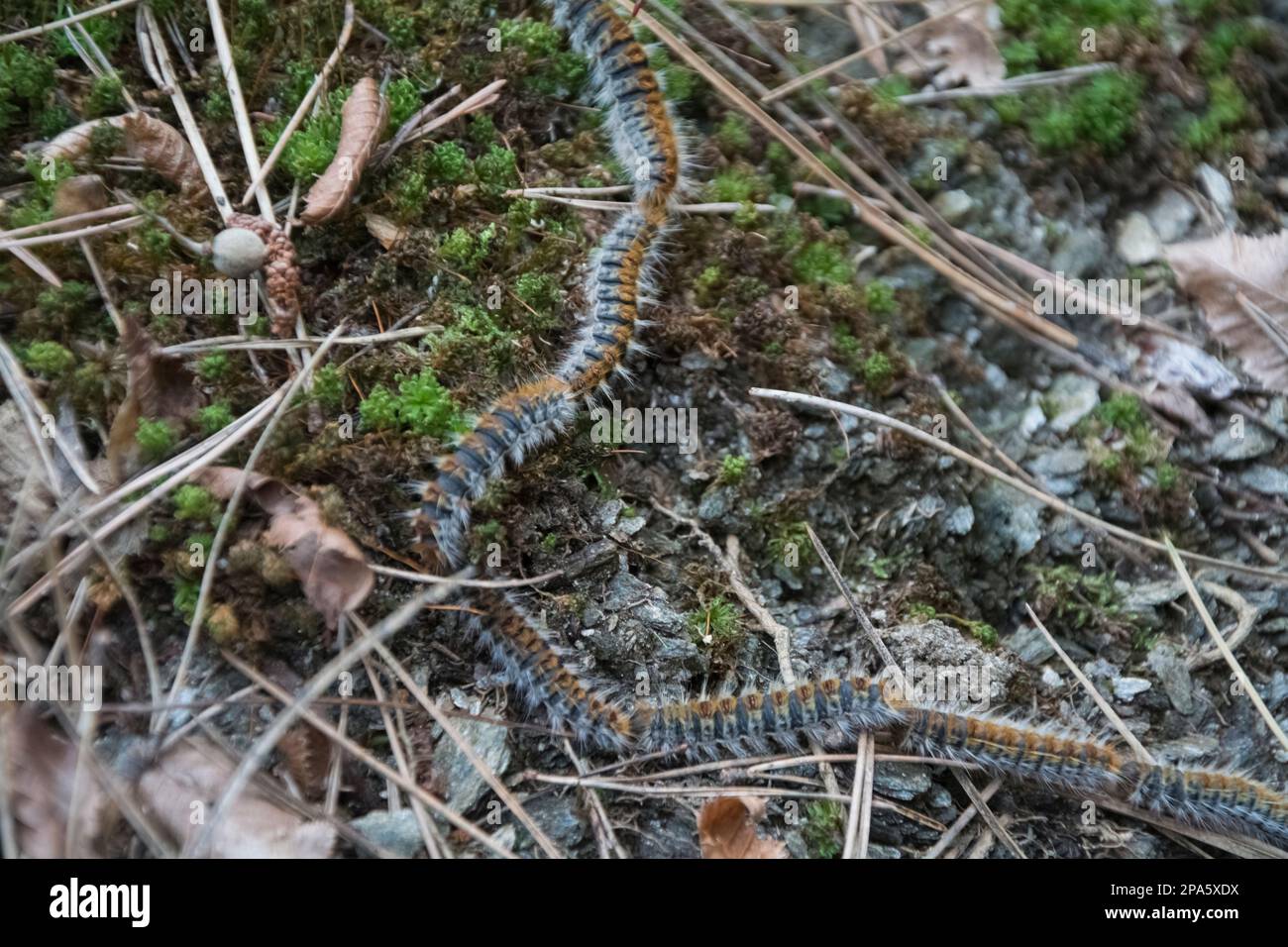 Un gros plan d'une partie d'une procession de chenilles de pins (Thaumetopoea pityocampa) au début du printemps. Banque D'Images