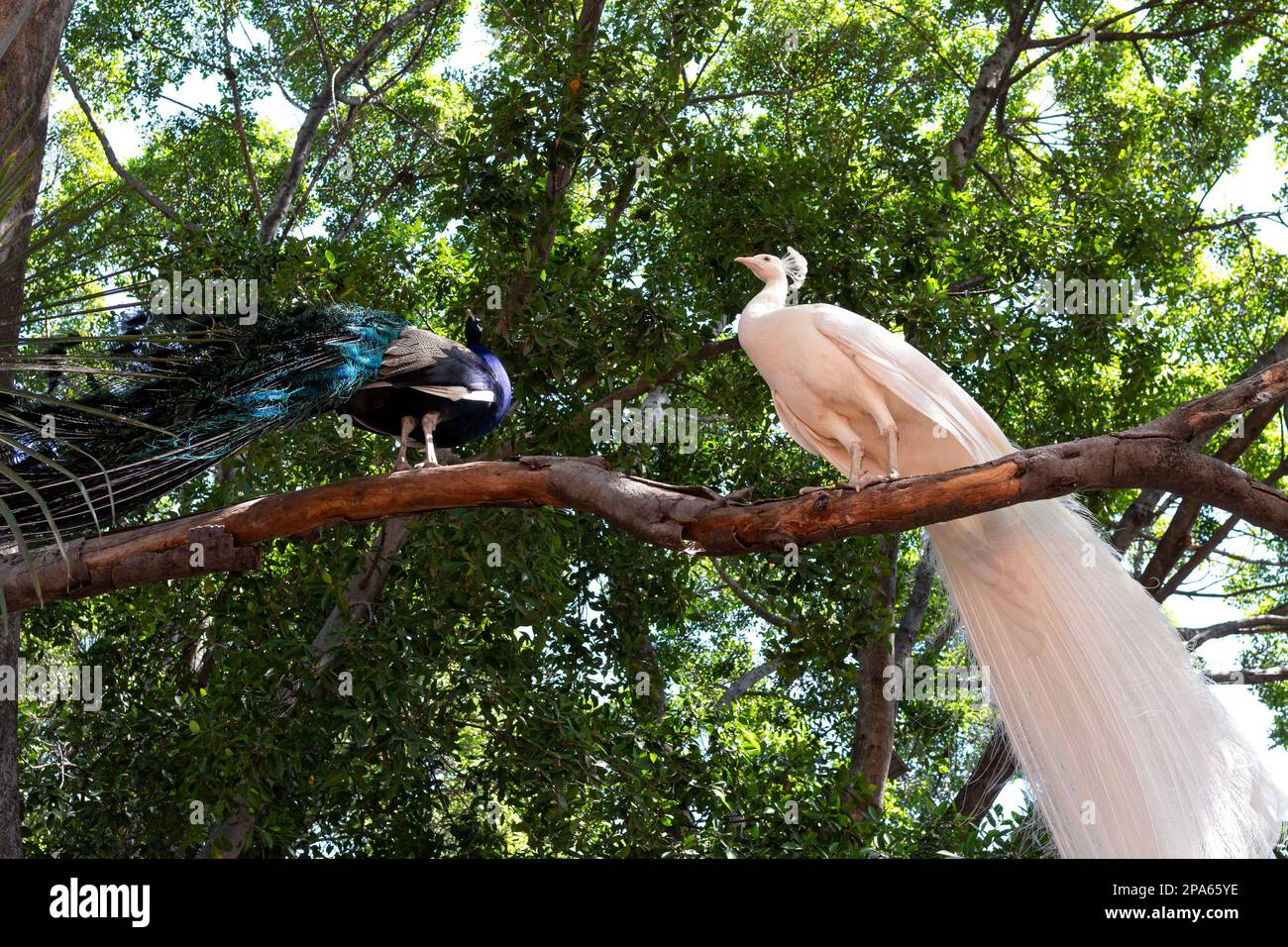un paon blanc et un paon multicolore perchés sur un membre d'arbre Banque D'Images