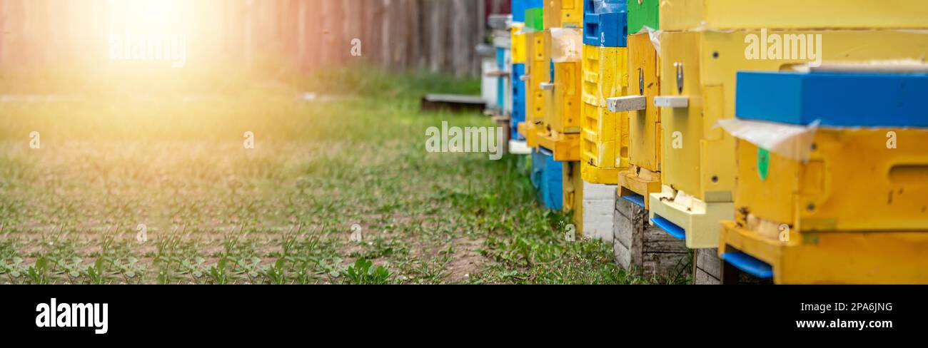 Gros plan sur les abeilles volantes. Apilier d'été avec plusieurs ruches en bois de couleur d'abeilles sur prairie verte. Ferme d'abeilles. Concept Beekiping Banque D'Images