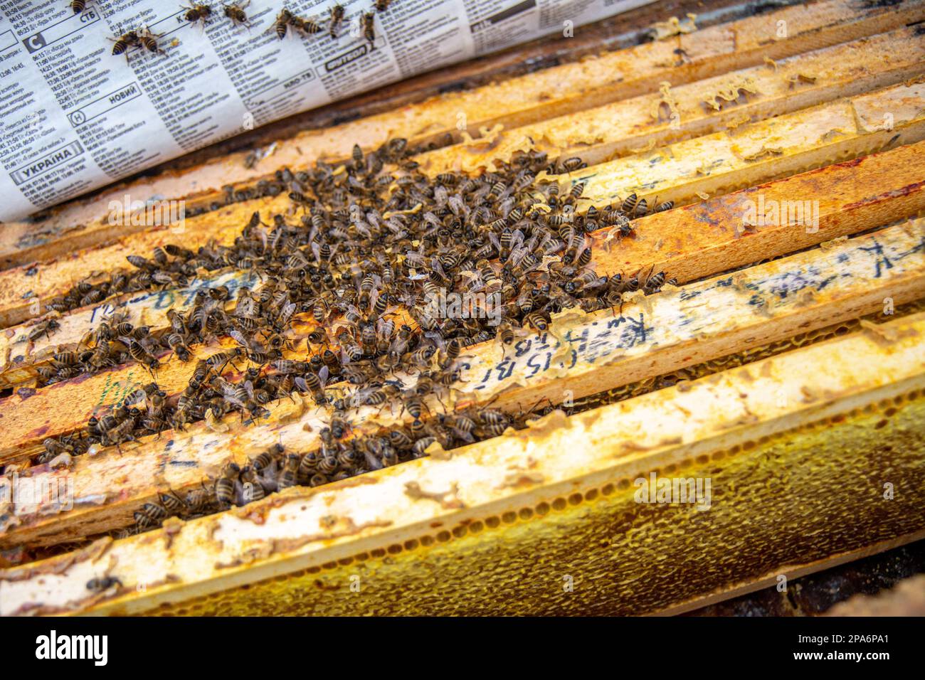 l'apiculteur pousse le cadre du burin. L'homme supervise la production de miel dans l'abeille. Cadres en bois visibles. Les cadres sont recouverts d'essaim d'abeilles Banque D'Images