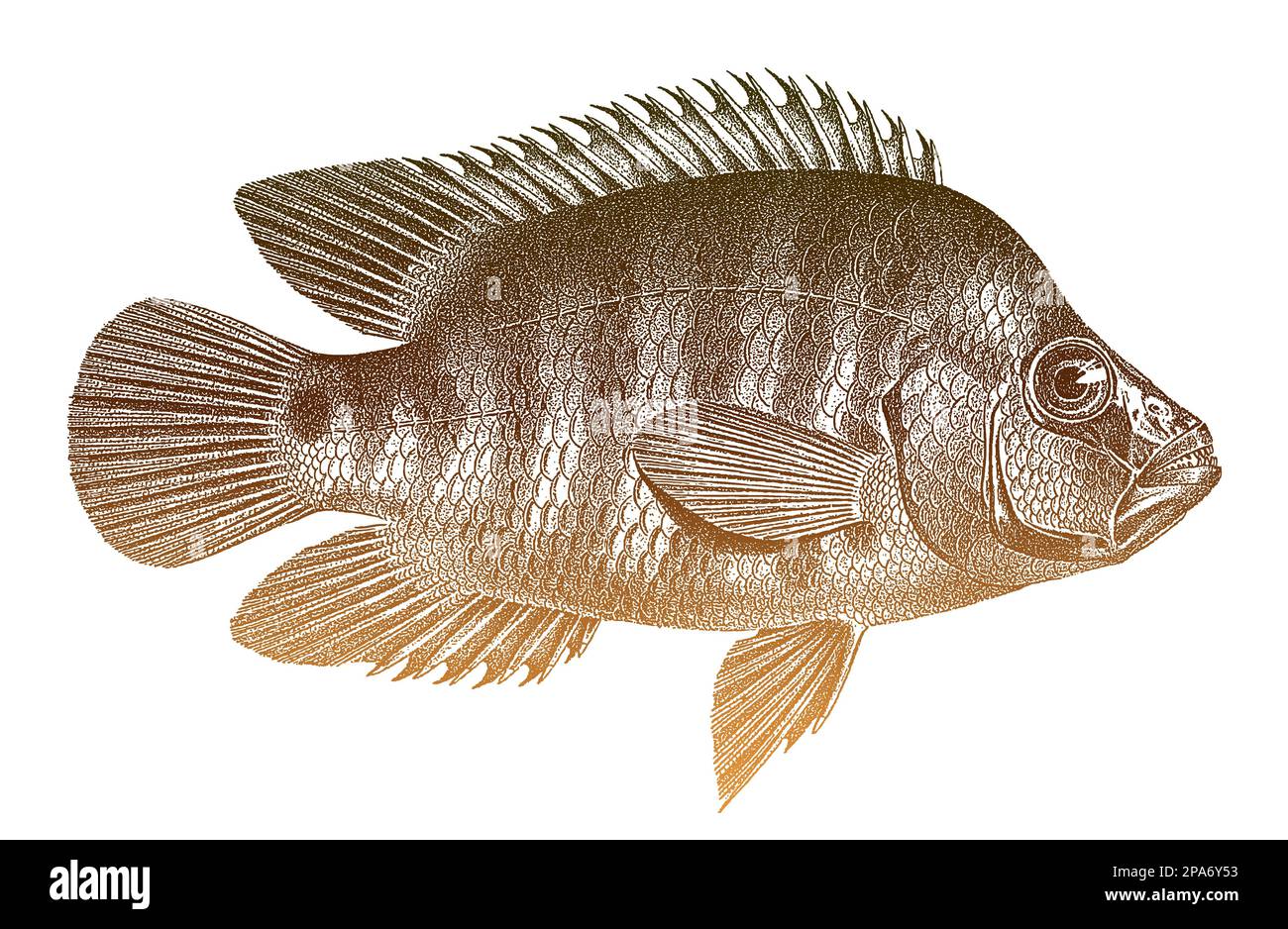 Maya cichlid mayaheros urophthalmus, poisson alimentaire d'Amérique centrale Illustration de Vecteur