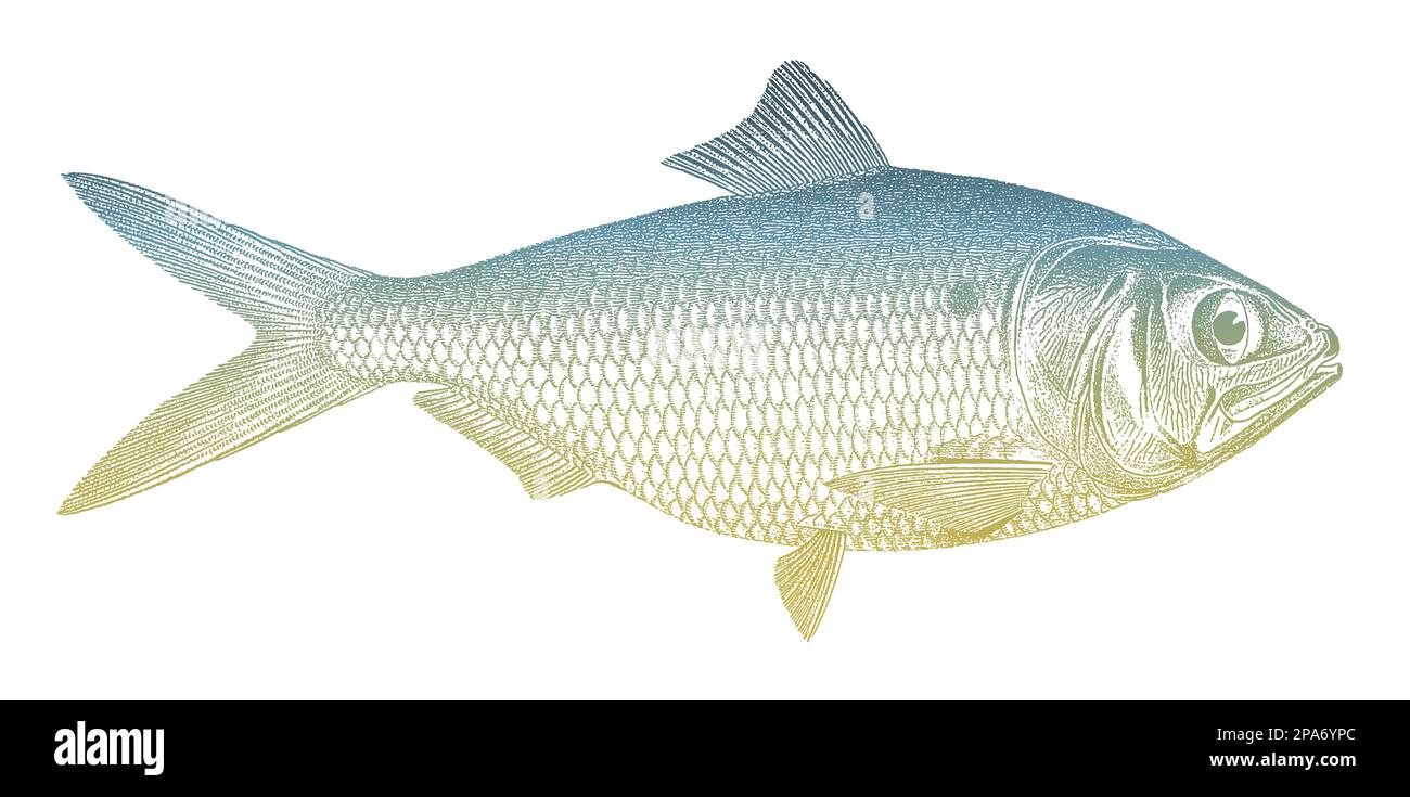 aalosa pseudoharengus, poisson alimentaire d'Amérique du Nord Illustration de Vecteur