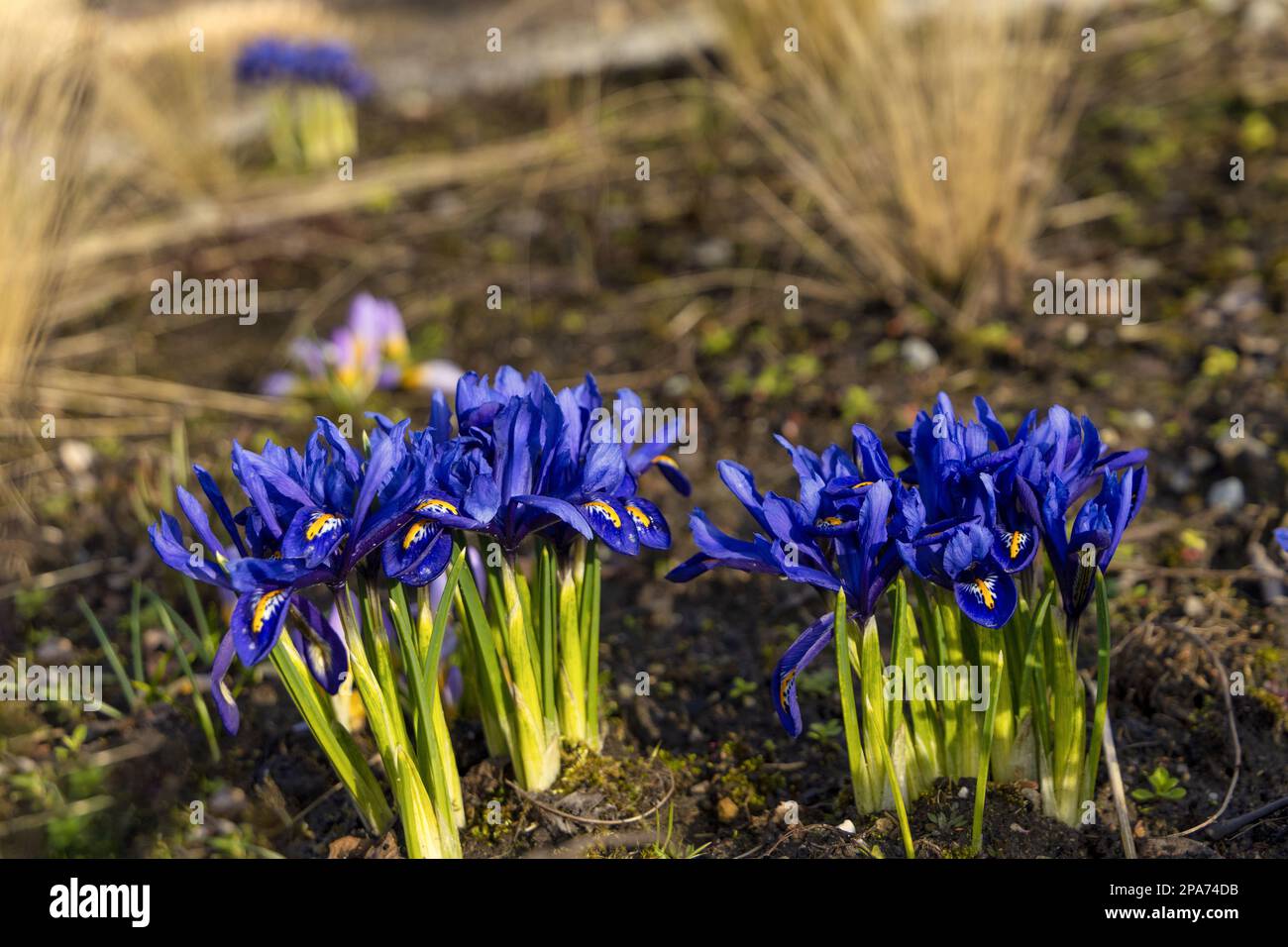 Belle Iris reticulata harmonie sur un pré (Iris mer de bleu) Banque D'Images