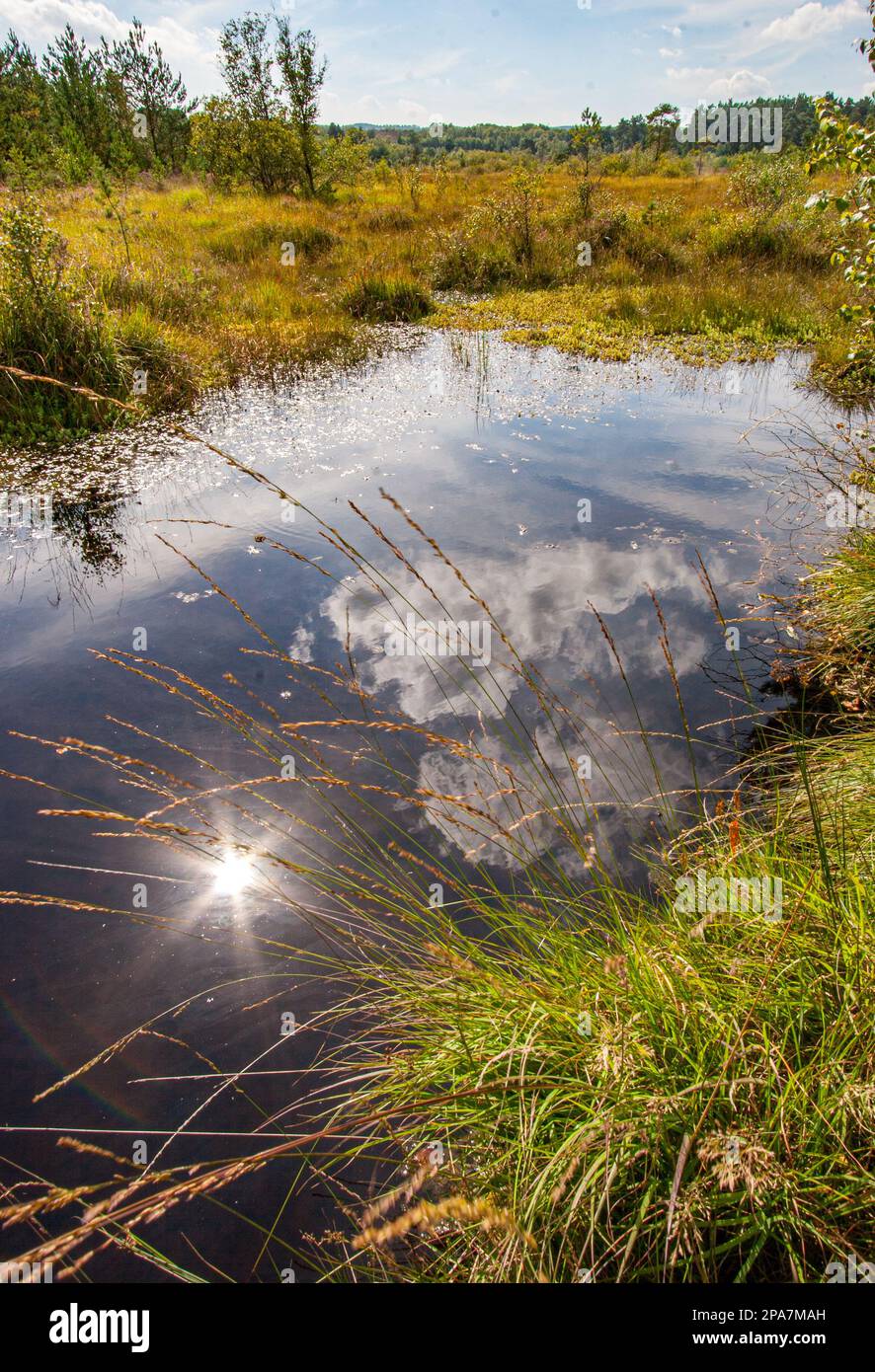 La lumière du soleil d'été se reflète dans une petite piscine de landes sur la réserve naturelle de Thurley Common à Surrey, au Royaume-Uni Banque D'Images