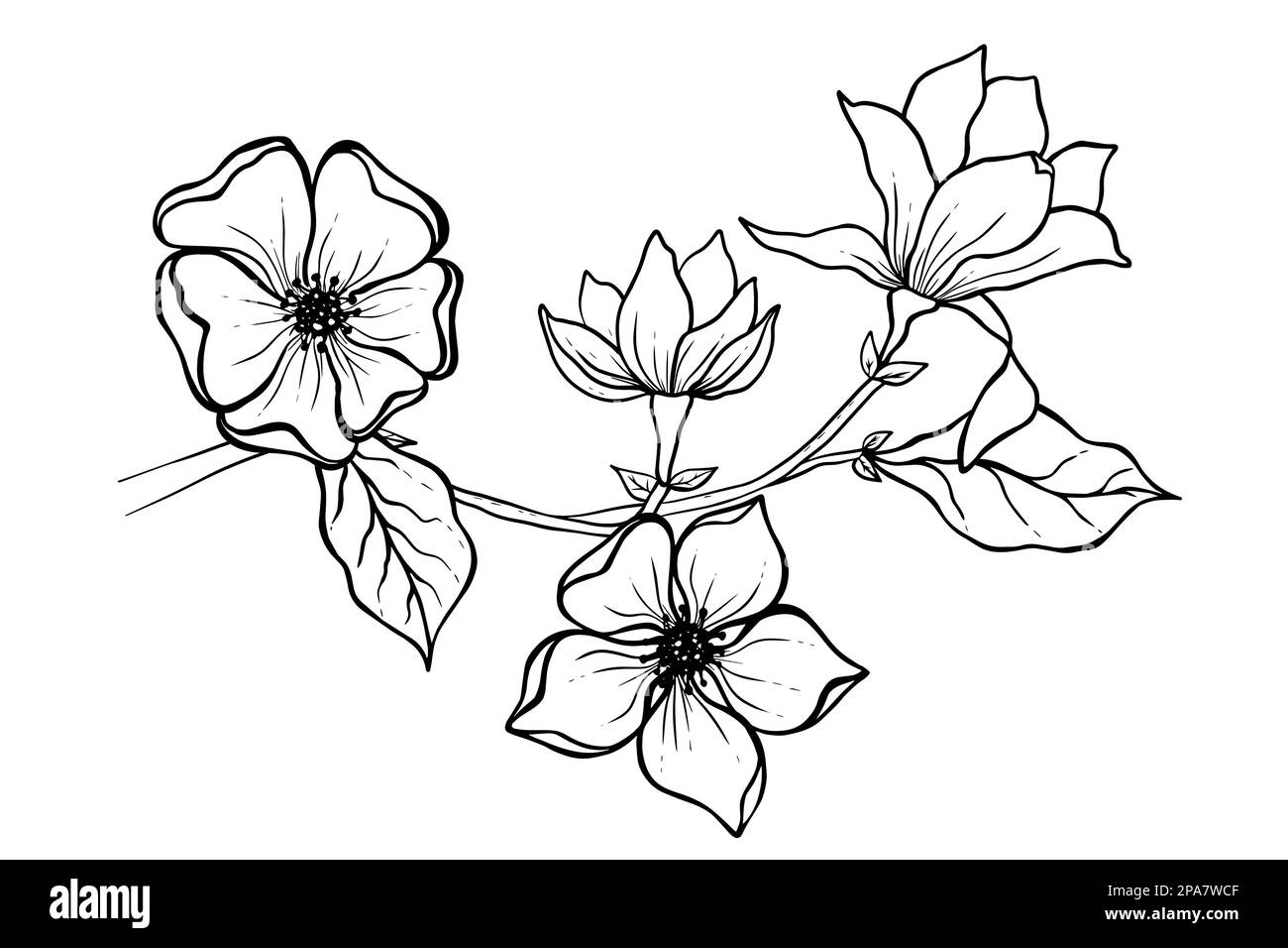 Illustration de la fleur de Magnolia. Noir et blanc avec dessin au trait Illustration de Vecteur