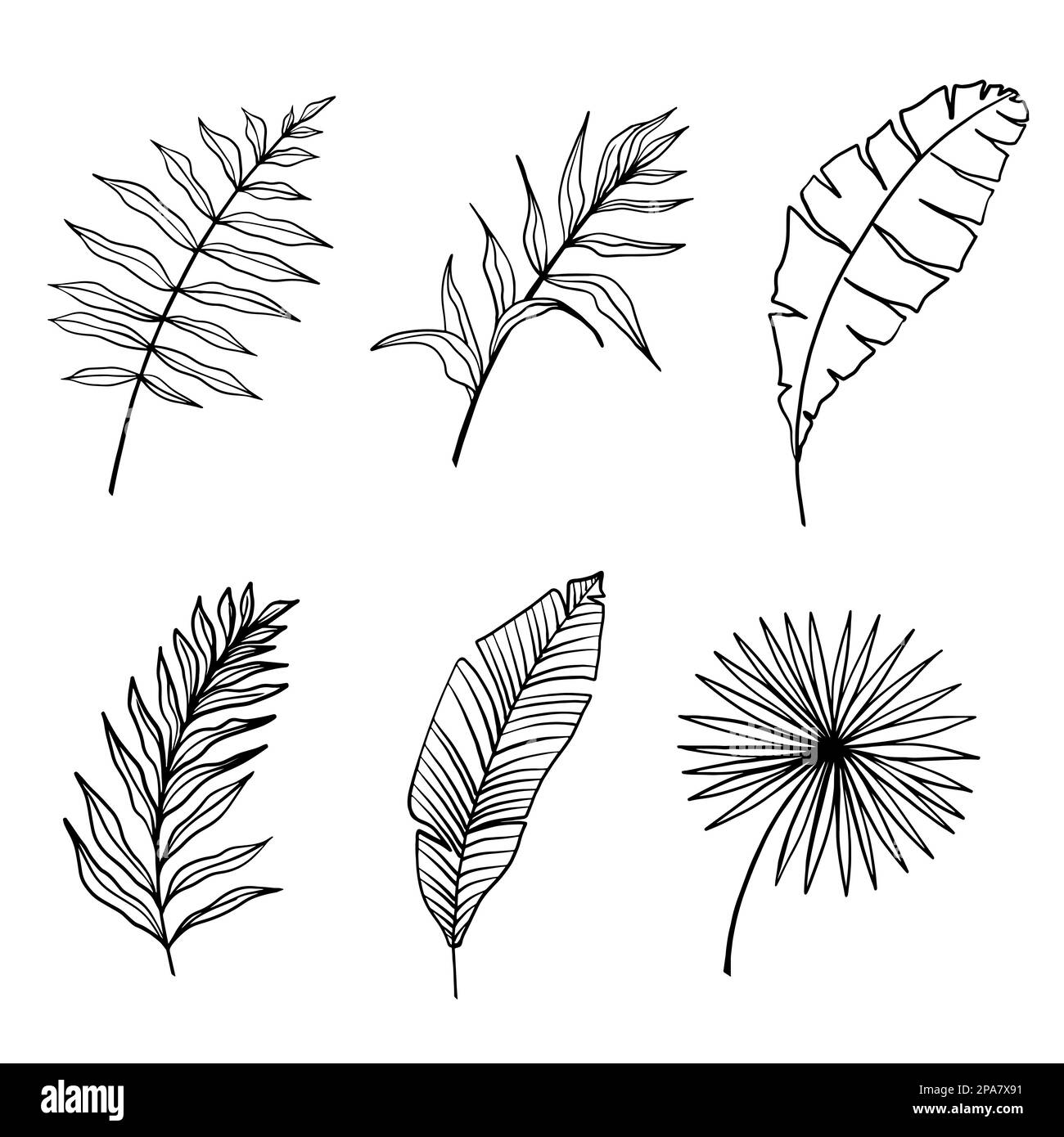 Vecteur de feuilles tropicales. Ensemble de silhouettes de feuilles de palmier isolées sur fond blanc Illustration de Vecteur