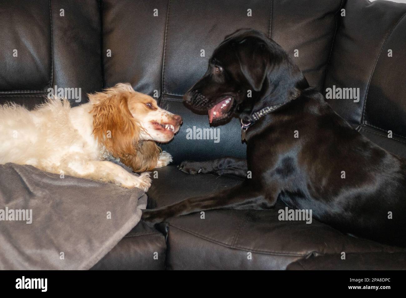 Labrador et spaniel jouent à la lutte en montrant les dents et la morsure Banque D'Images