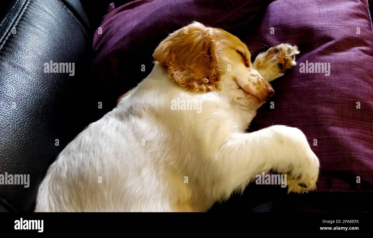 un jeune cocapoo endormi sur des coussins violets sur un canapé en cuir noir avec sa tête reposant sur la jambe Banque D'Images