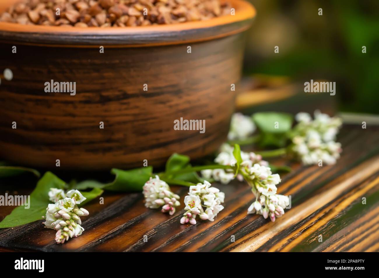 Gros plan sur la fleur de sarrasin. Grain de sarrasin entier. Variété pure de culture agricole végétale Fagopyrum. Pseudograin dans une plaque d'argile. Banque D'Images