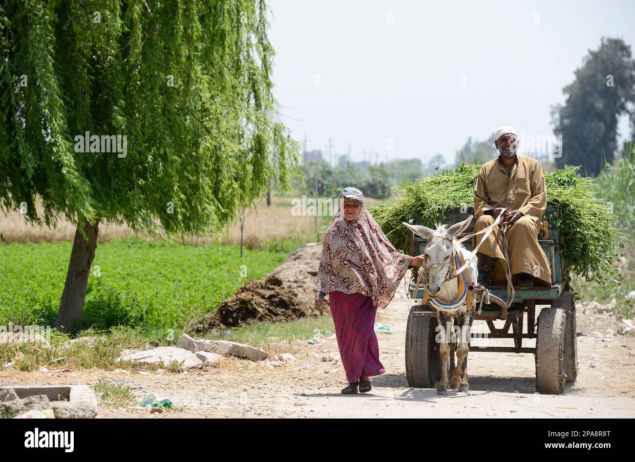 Kairo, fellahs transportant des fourrages à la ville